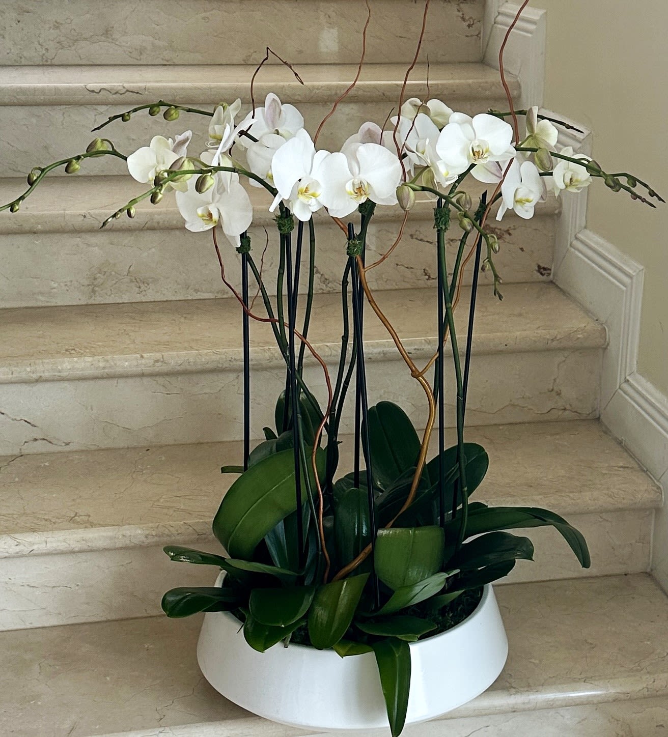 White phalaenopsis orchid plants with tall stems in a low white bowl planter