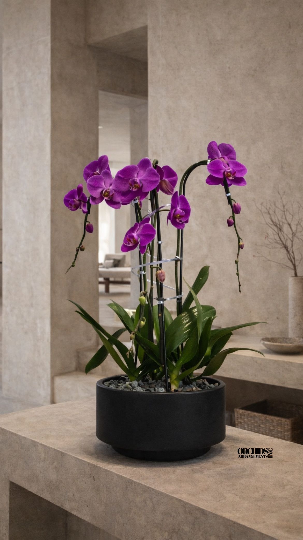 Potted purple orchids in a black planter