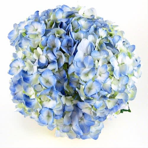 Blue Hydrangea Natural (5 Stems) Bunch - Blue Hydrangea Bunch Please read the following instructions before placing your order.  Bulk flower orders placed through our online site must be placed two days in advance from the desire pick up date, that will give us enough time to get it ready for you in case we do not have the item available in store. To check availability of the item you could contact our location in Tustin for more information. If you place the order with no anticipation time your order must be canceled.  155 W. First St. Tustin, CA. 92780 (714) 368-9845  Mon-Fri 8 a.m. - 6 p.m. Saturday 8 a.m - 5 p.m. Sunday 10 a.m. - 2 p.m.