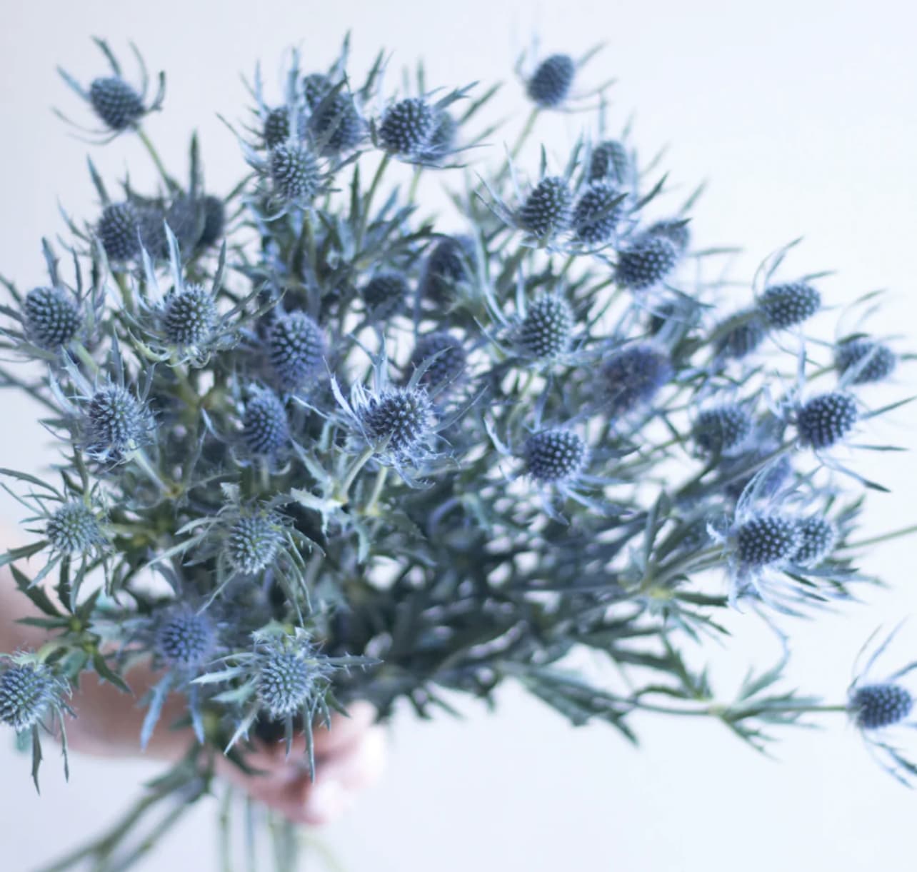 Blue Thistle Bunch - Blue Thistle Bunch (10 stems). Please read the following instructions before placing your order.  Bulk flower orders placed through our online site must be placed two days in advance from the desire pick up date, that will give us enough time to get it ready for you in case we do not have the item available in store. To check availability of the item you could contact our location in Tustin for more information. If you place the order with no anticipation time your order must be canceled.  155 W. First St. Tustin, CA. 92780 (714) 368-9845  Mon-Fri 8 a.m. - 6 p.m. Saturday 8 a.m - 5 p.m. Sunday 10 a.m. - 2 p.m.