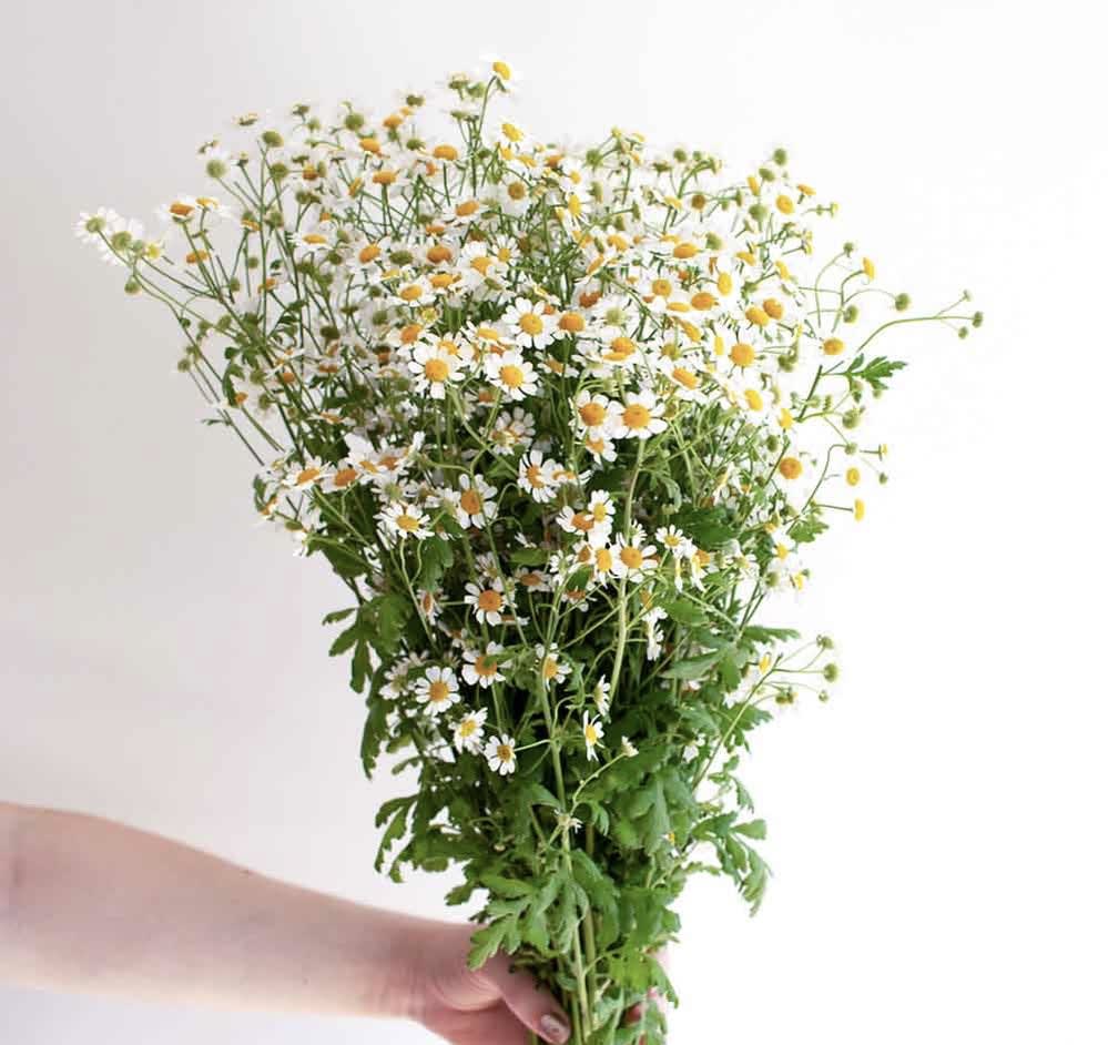 Hand holding a loose bunch of small white daisy-like flowers with yellow centers