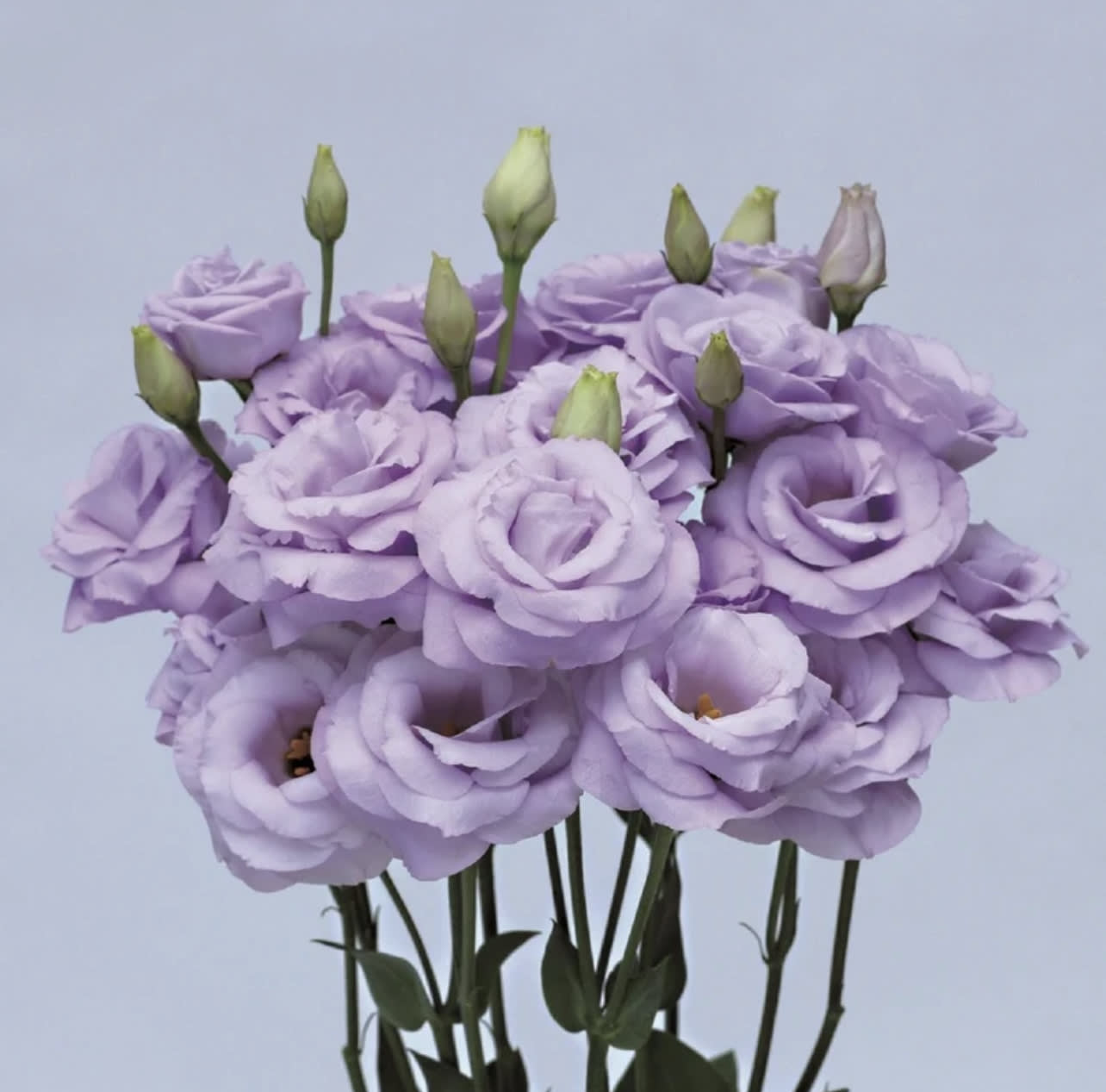 Lavender Lisianthus  - Lisianthus contains 10 stems per bunch Please read the following instructions before placing your order.  Bulk flower orders placed through our online site must be placed two days in advance from the desire pick up date, that will give us enough time to get it ready for you in case we do not have the item available in store. To check availability of the item you could contact our location in Tustin for more information. If you place the order with no anticipation time your order must be canceled.  155 W. First St. Tustin, CA. 92780 (714) 368-9845  Monday - 8 a.m.- 4 p.m. Tues-Fri   8 a.m. - 6 p.m. Saturday - 8 a.m. - 4 p.m. Sunday - 10 a.m. - 2 p.m.