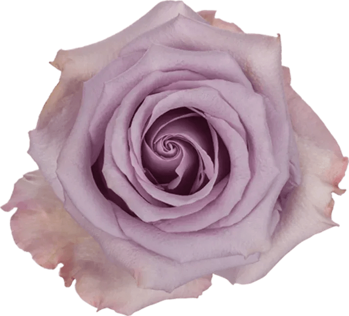 Ocean Song (24 stems per bunch) - Ocean Song bunch contains 24 stems of roses Please read the following instructions before placing your order.  Bulk flower orders placed through our online site must be placed two days in advance from the desire pick up date, that will give us enough time to get it ready for you in case we do not have the item available in store. To check availability of the item you could contact our location in Tustin for more information. If your order is placed with no anticipation time, it must be canceled.  155 W. First St. Tustin, CA. 92780 (714) 368-9845  Monday - 8 a.m.- 4 p.m. Tues-Fri 8 a.m. - 6 p.m. Saturday - 8 a.m. - 4 p.m. Sunday - 10 a.m. - 2 p.m.