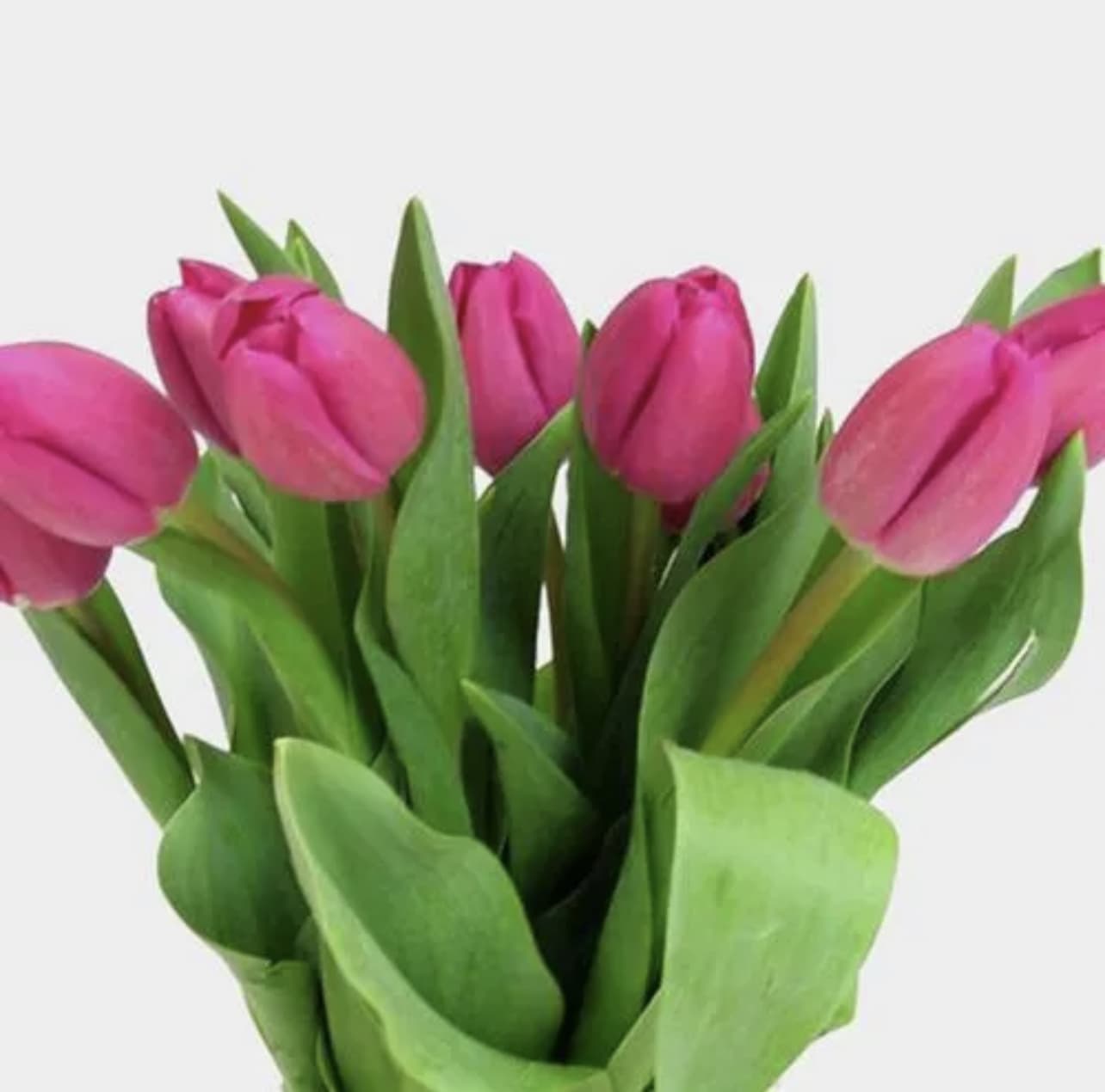 Pink Tulips  - Tulips contains 10 stems per bunch Please read the following instructions before placing your order.  Bulk flower orders placed through our online site must be placed two days in advance from the desire pick up date, that will give us enough time to get it ready for you in case we do not have the item available in store. To check availability of the item you could contact our location in Tustin for more information. If you place the order with no anticipation time your order must be canceled.  155 W. First St. Tustin, CA. 92780 (714) 368-9845  Mon-Fri 8 a.m. - 6 p.m. Saturday 8 a.m - 5 p.m. Sunday 10 a.m. - 2 p.m.