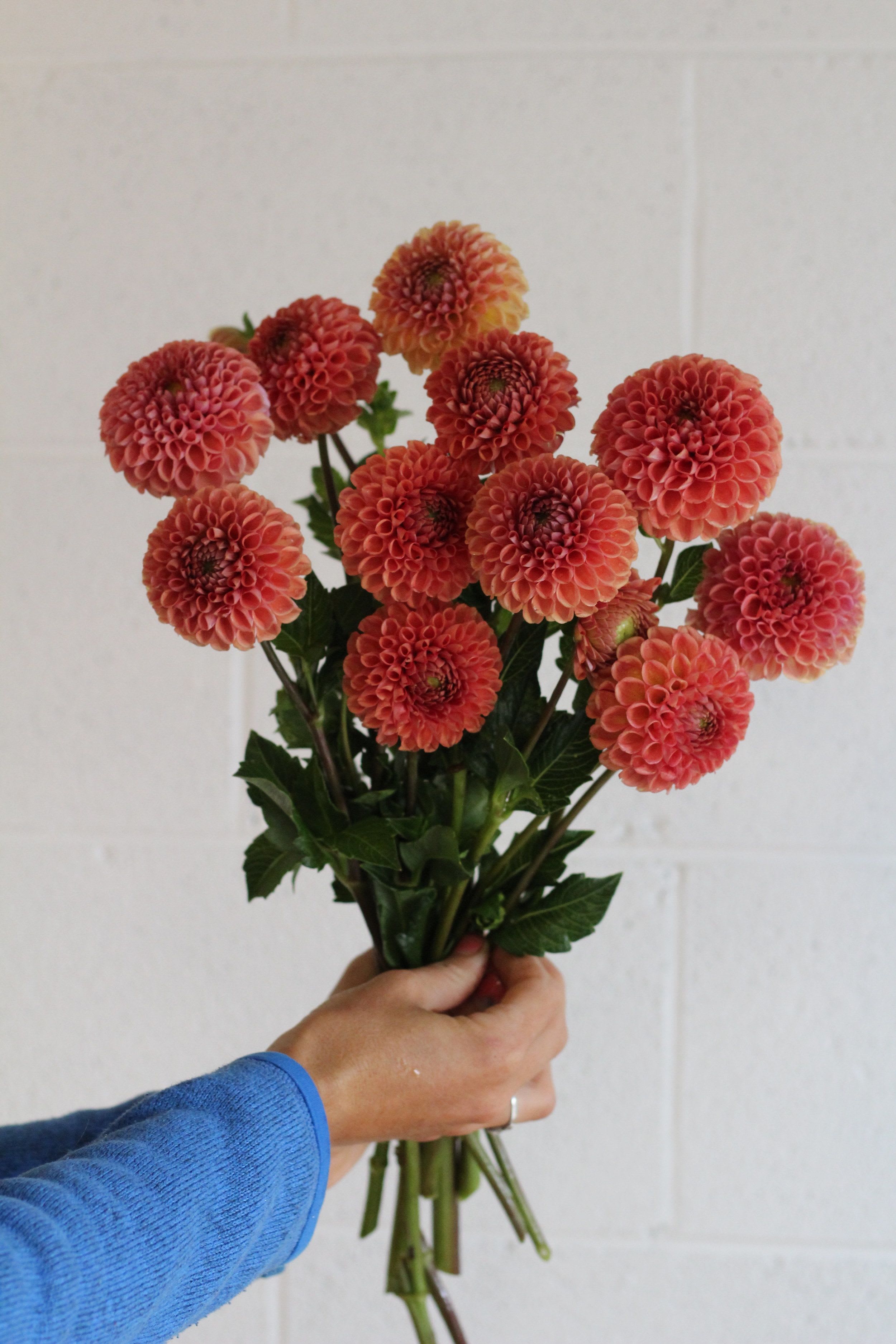 Orange Dahlia bunch (5 stems) - Please read the following instructions before placing your order.  Bulk flower orders placed through our online site must be placed two days in advance from the desire pick up date, that will give us enough time to get it ready for you in case we do not have the item available in store. To check availability of the item you could contact our location in Tustin for more information. If you place the order with no anticipation time your order must be canceled.  155 W. First St. Tustin, CA. 92780 (714) 368-9845  Monday - 8 a.m. - 4 p.m. Tues-Fri 8 a.m. - 6 p.m. Saturday 8 a.m. - 4 p.m. Sunday 10 a.m. - 2 p.m.