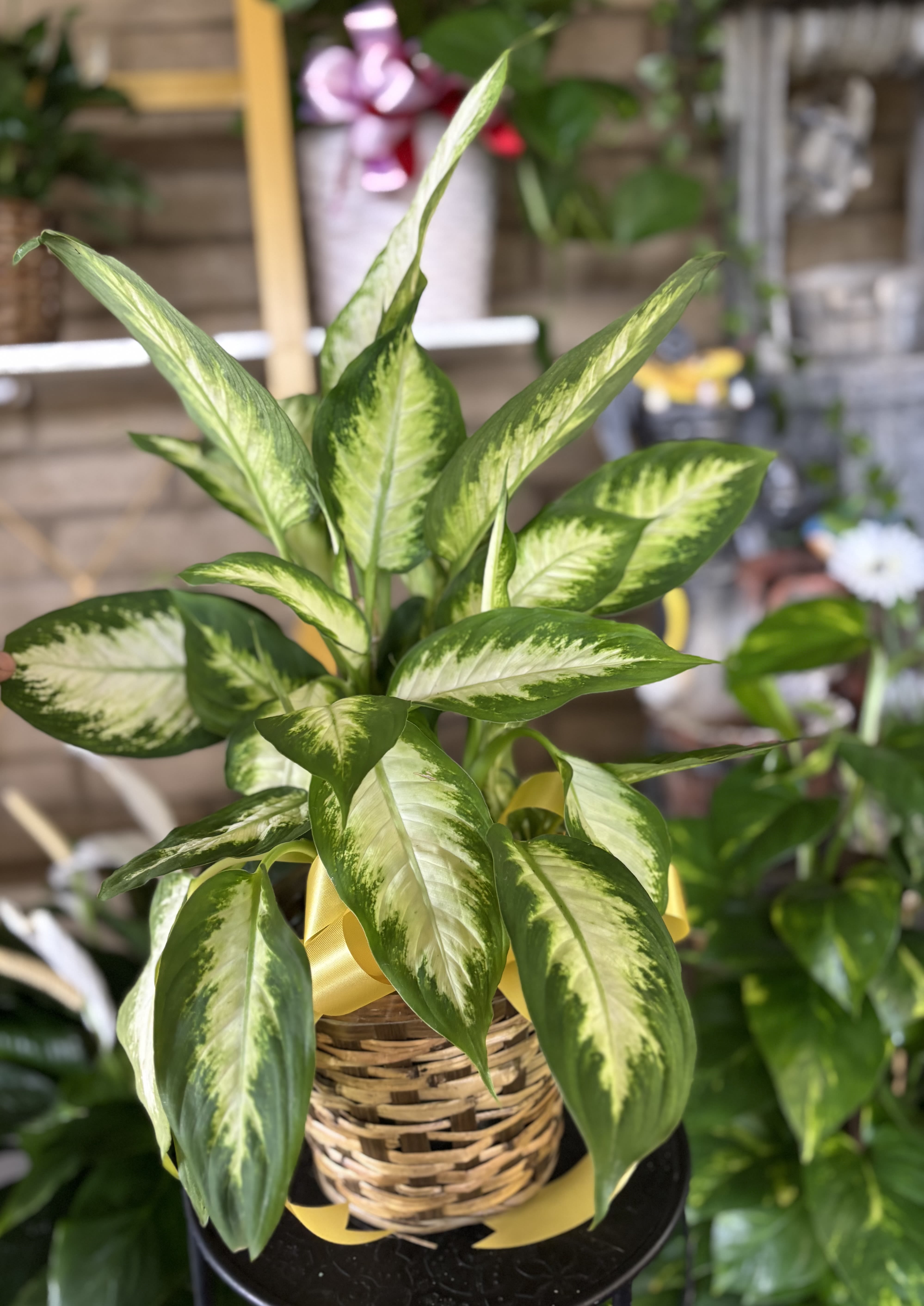 Variegated green houseplant in a woven basket with a yellow ribbon