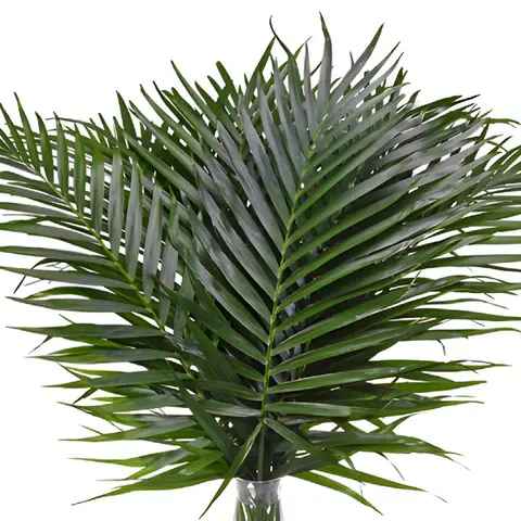Palm Leaves bunch (10 stems) - Palm Leaves bunches contain 10 stems. Please read the following instructions before placing your order.  Bulk flower orders placed through our online site must be placed two days in advance from the desire pick up date, that will give us enough time to get it ready for you in case we do not have the item available in store. To check availability of the item you could contact our location in Tustin for more information. If you place the order with no anticipation time your order must be canceled.  155 W. First St. Tustin, CA. 92780 (714) 368-9845  Monday 8 a.m. - 4 p.m. Tues-Fri 8 a.m. - 6 p.m. Saturday 8 a.m. - 4 p.m. Sunday 10 a.m. - 2 p.m.