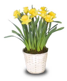 POTTED DAFFODILS PLANT BASKET  - Sunny yellow daffodils pave the way for spring and warmer weather. Sending this one is sure to brighten their day! NOTE: This plant is seasonal and usually available January through April. Choose one 