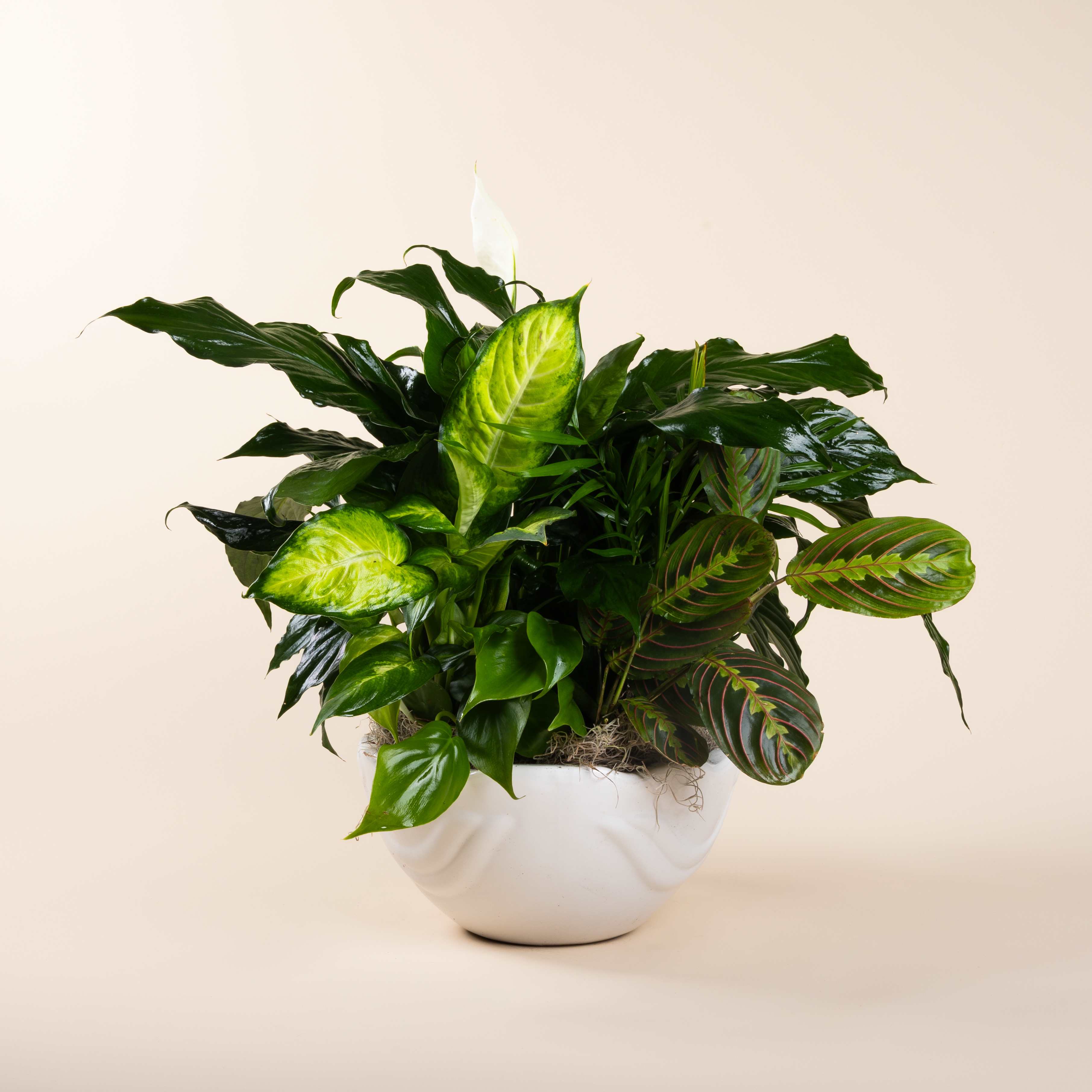 Small Mixed Green Planter - A variety of lush green plants; includes fresh flowers, coordinating bow and shined leaves before delivery. Plant variety and containers may vary due to availability.