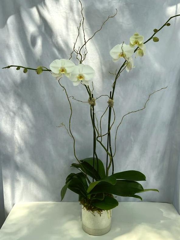 Tall white phalaenopsis orchid plant with arching stems in a white pot