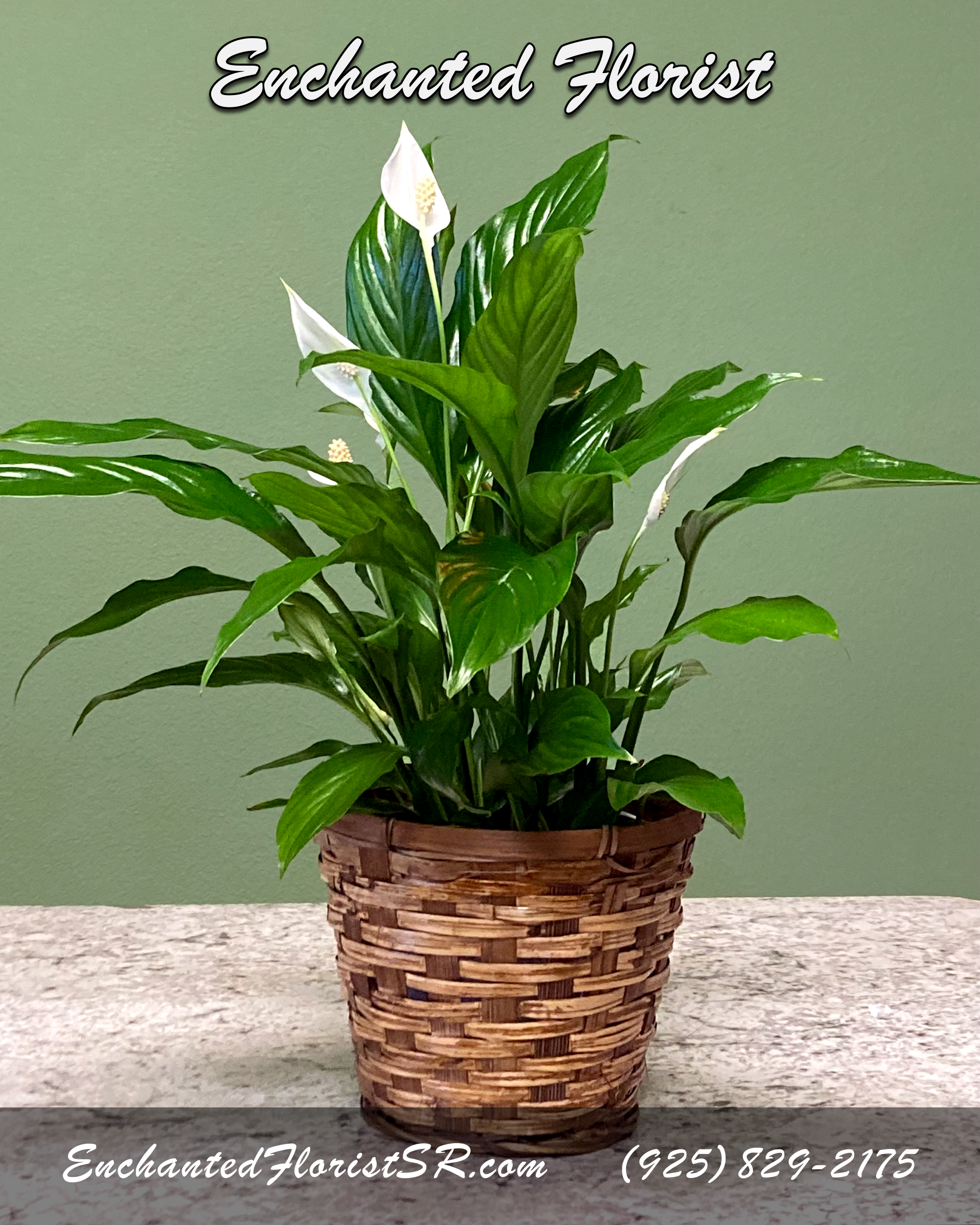 Small Peace Lily w/ Natural Basket - Spathiphyllum, also known as the Peace Lily, is known for both its indoor beauty, and ability to clear the air of contaminants. This brilliant green plant features dazzling white blossoms and makes a perfect gift for any occasion.  Low-maintenance. High quality.   Arrives In: Natural, circular, woven wicker basket  Orientation: Any-Sided  Approximate Dimensions: 24" Tall 16" Wide 8" Vase Diameter