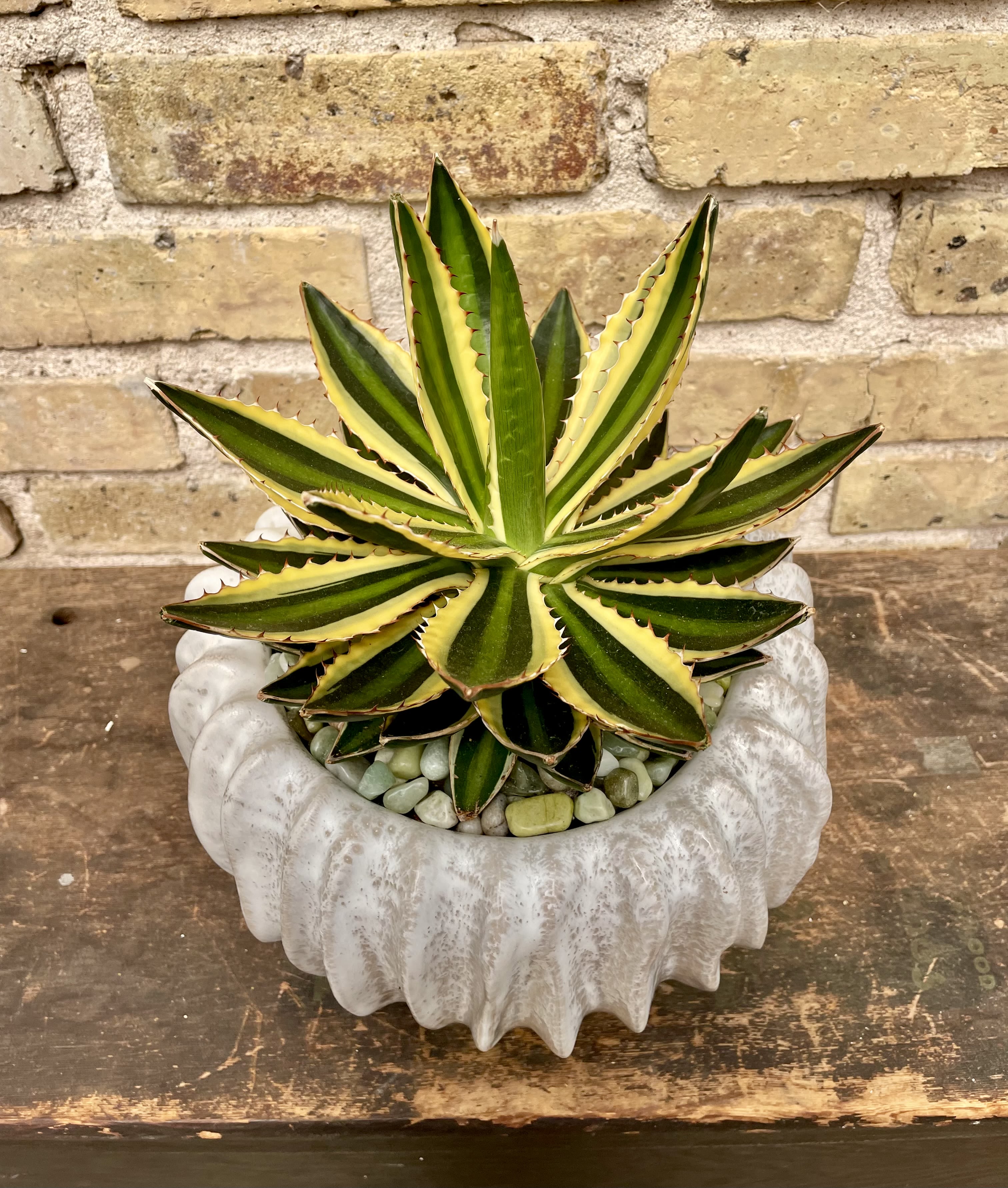 Sakura - Artistic Ceramic Container Filled With a Variegated Aloe Plant.   Decorative Stones are Added for Interest. Easy Care and Long Lasting in Bright Light. Some succulents may vary depending on availability. 