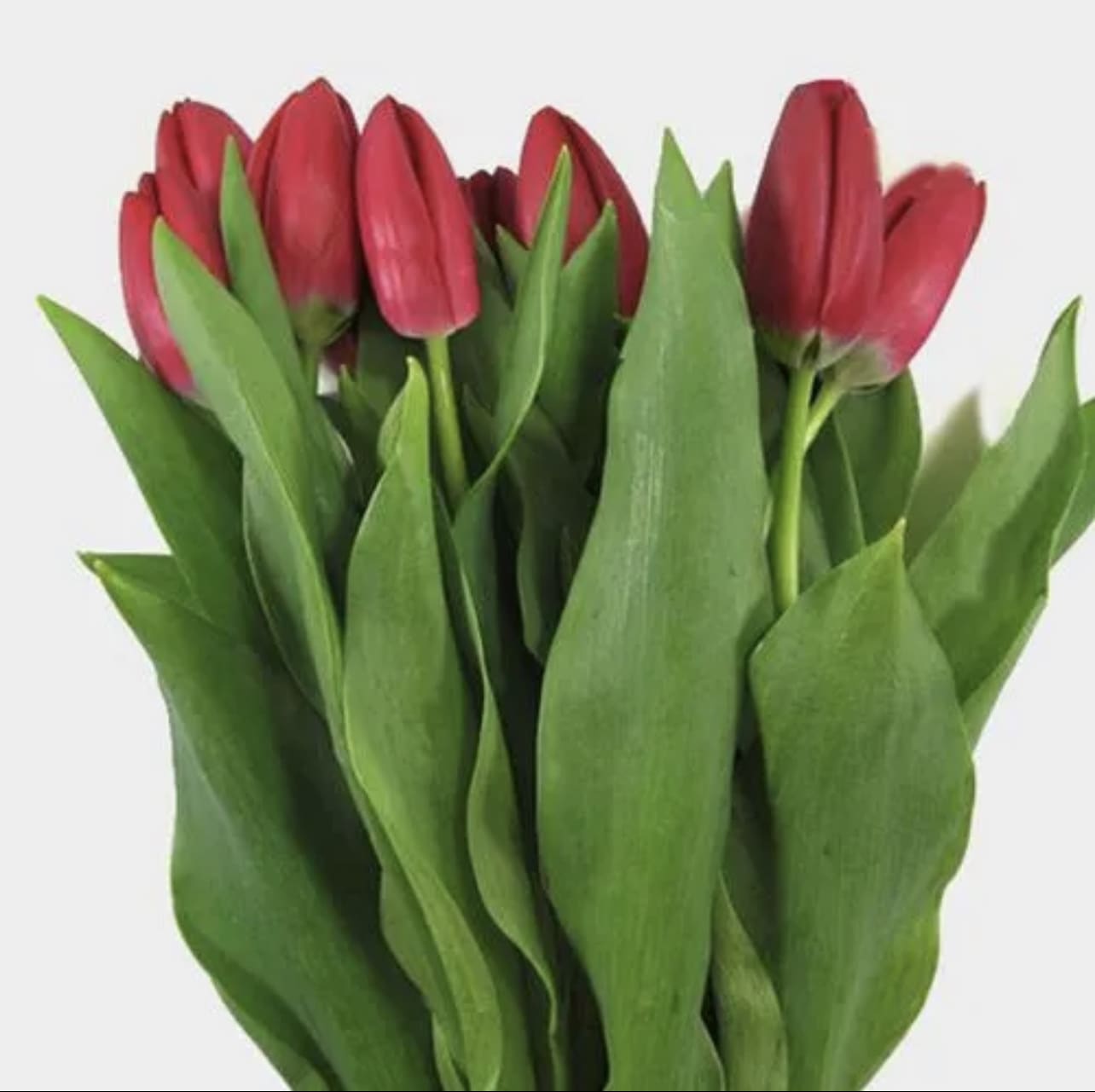 Bunch of red tulips with tall green leaves against a light background
