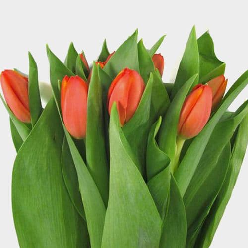 Bunch of orange tulips with closed blooms surrounded by abundant green leaves