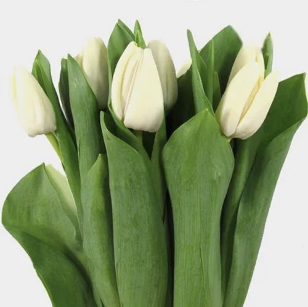 Bundle of white tulips with closed buds surrounded by broad green foliage