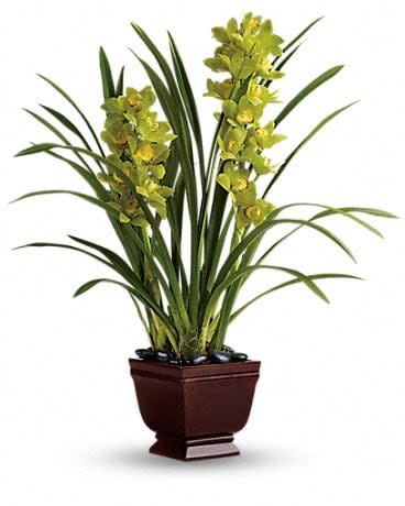 Splendid Orchids - As if beautifully blossoming green cymbidium orchids rising out of dramatic black river rocks weren't splendid enough, this gift takes it up a notch by delivering it all inside a beautiful Noble Heritage Urn. Stunning green cymbidium orchids are delivered in a unique glossy Noble Heritage Urn. It's an especially splendid gift. 