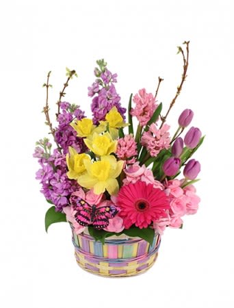 A BREATH OF SPRING BASKET ARRANGEMENT  - More than a breath of fresh air, this Easter arrangement has lovely yellow daffodils, lavender tulips, heavenly pink hydrangea, a hot pink gerbera, lavender stock, and pink hyacinth. A charming butterfly completes this basket. Send spring flowers today! 