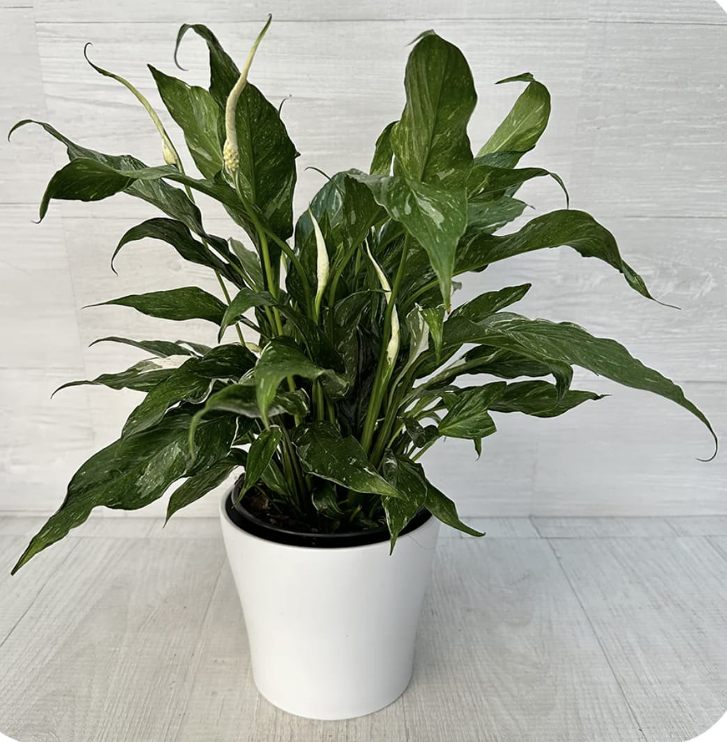Peace Lily - This beautiful house plant makes a wonderful gift and is easy to care for, making it perfect for both new and experienced plant lovers. A lovely way to add natural greenery to any space. White ceramic pot not included. It can be added for an additional $12. 