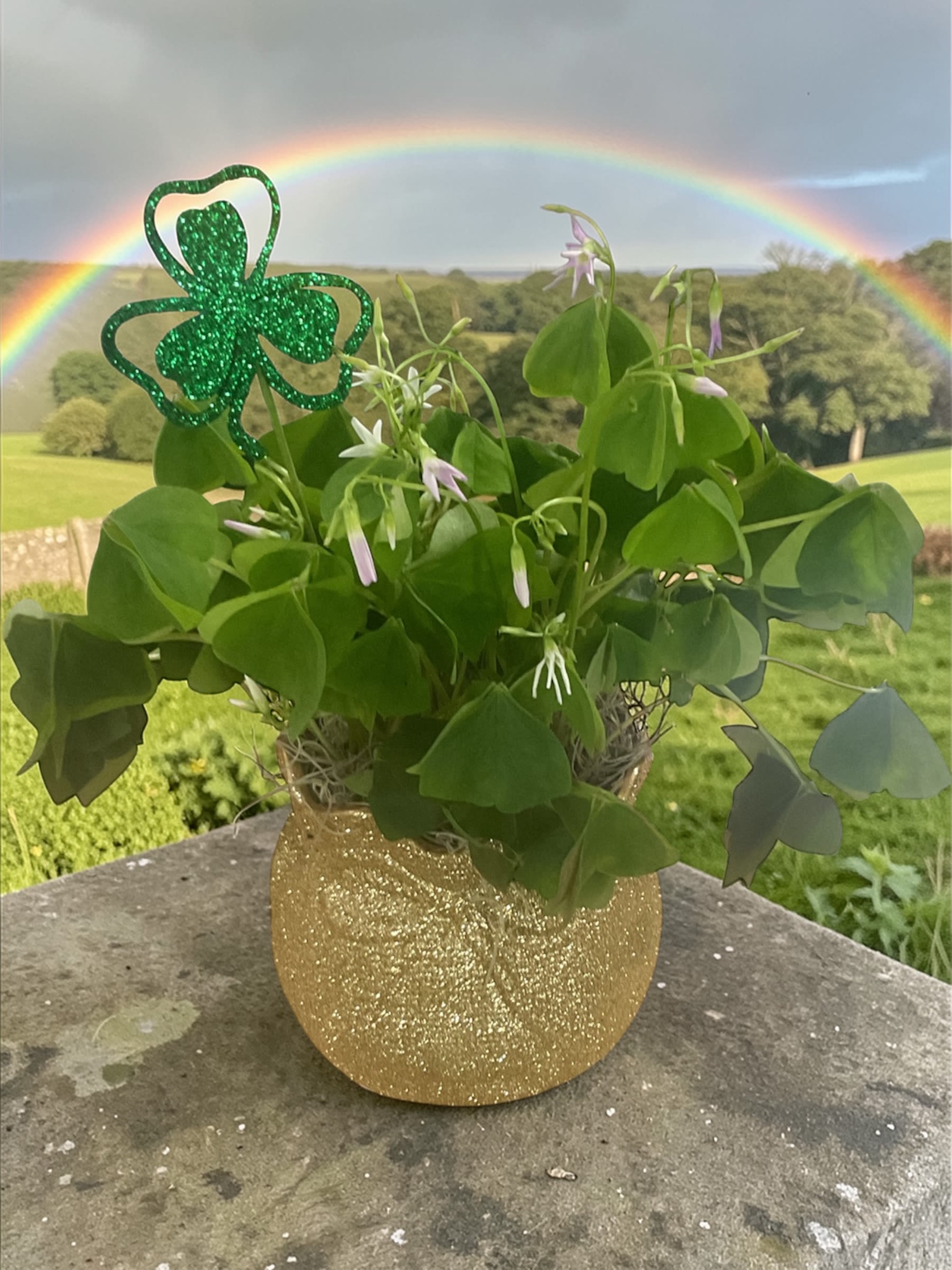 Pot O’ Gold - Pot O’ Gold  A cheerful St. Patrick’s Day favorite, Pot O’ Gold features a charming shamrock plant tucked into a sparkling gold container and finished with a festive shamrock accent. Known for symbolizing luck and good fortune, shamrocks make a meaningful and lasting gift for celebrating the spirit of the season.  Perfect for homes, offices, or sending a little Irish luck to someone special, this lively green plant brings fresh color and festive charm wherever it’s displayed.