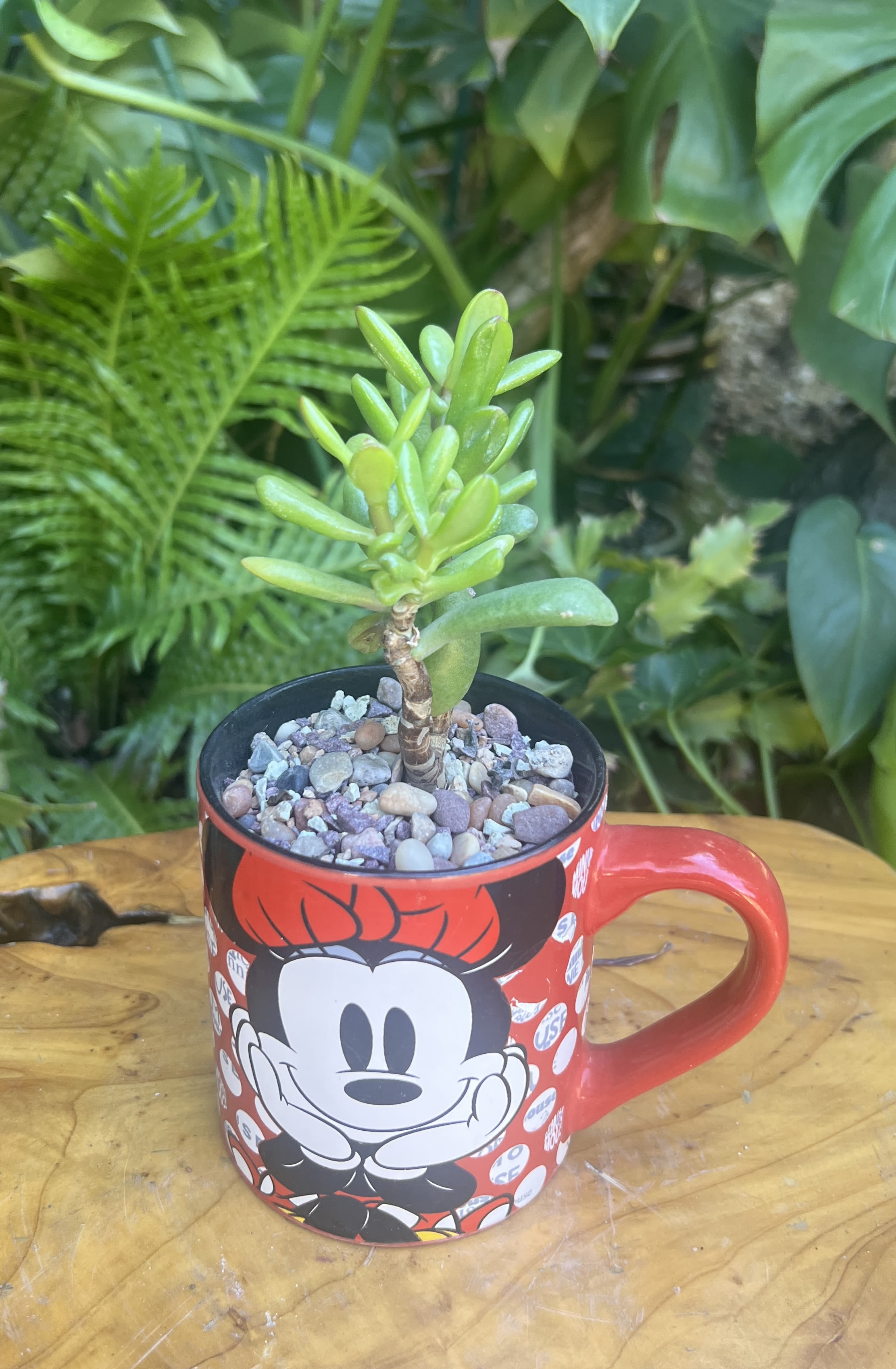 Girly - A living succulent selected and grown to complement a mug about 4 inches tall.  This photograph illustrates the variety of succulent types and mugs we offer. The specific succulent and mug combination delivered will be determined by the designer based on availability. If you would like to request a specific item, please place your order in the Custom Arrangements section where you can specify those details or give us a call to discuss your ideas. We grow our succulents in a soil-free medium in mugs with drain holes to help assure long-term, disease-free health of the plant. Each succulent comes with a care instruction. 