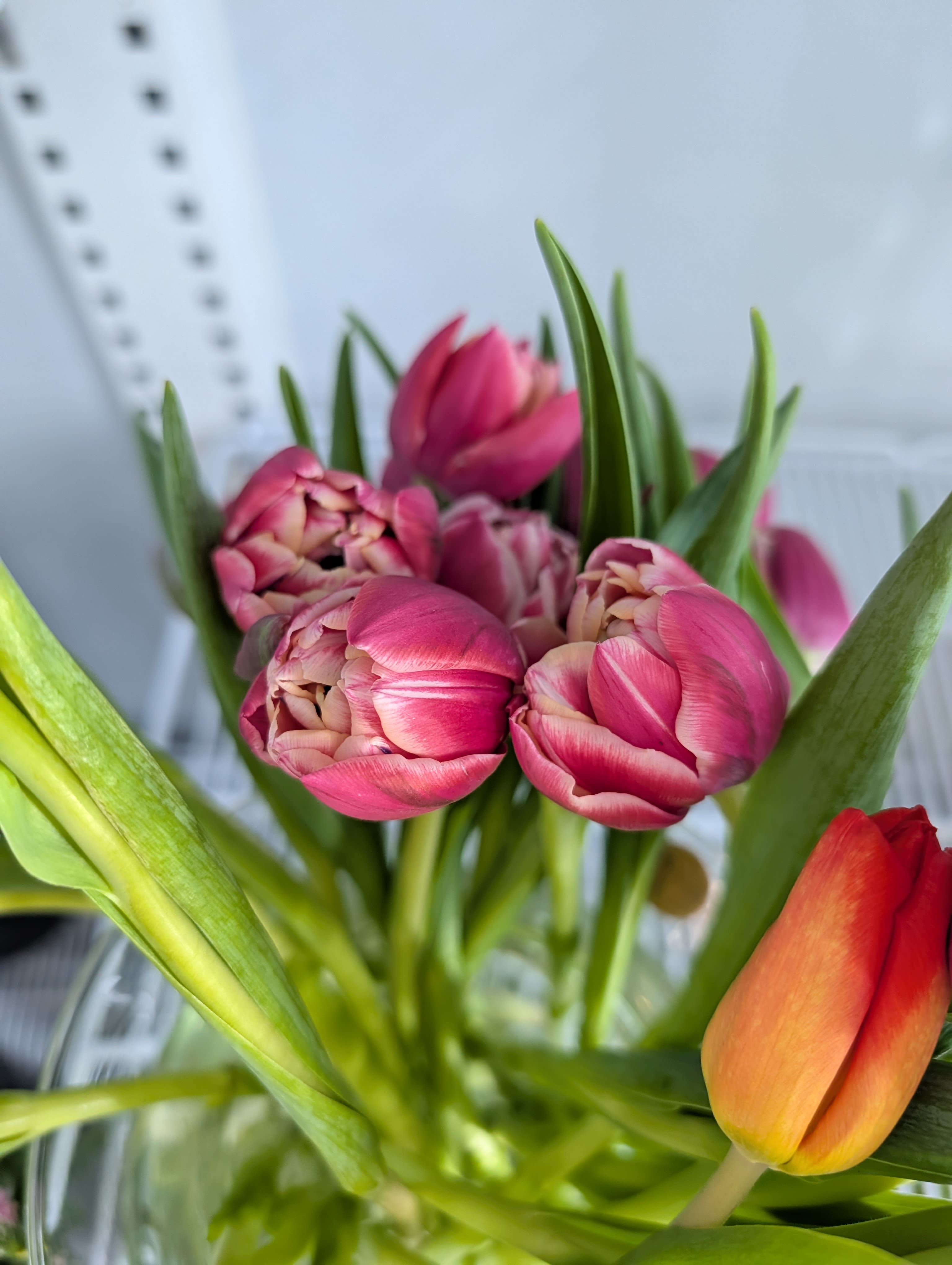 Tulip Special FUCHSIA AND WHITE - An arrangement of fuchsia and white tulips with greenery and fillers