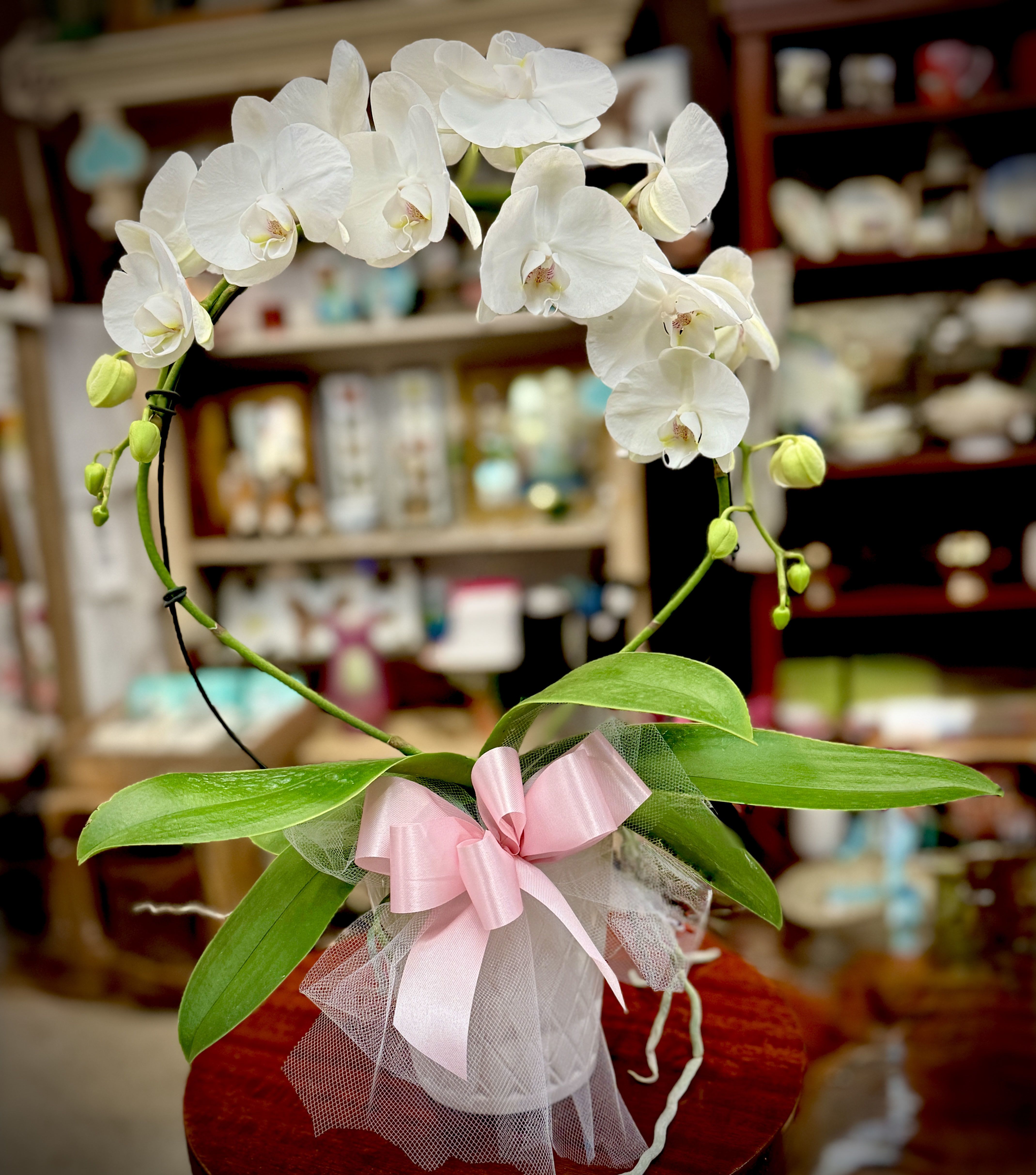 Infinity Orchid White (Limited Supply) - This orchid plant is GORGEOUS! Grown into an infinity circle, this orchid is sure to impress! Arrives in a ceramic pot. Approximately 18" - 20" H.  We are proud to deliver our flower creations to the Kenosha, Somers, and Pleasant Prairie area. With over 55 years of combined flower design experience in Kenosha, Wisconsin, A Summer's Garden Florist and Gifts is the perfect choice for the freshest flowers, most creative design, and exceptional customer service.