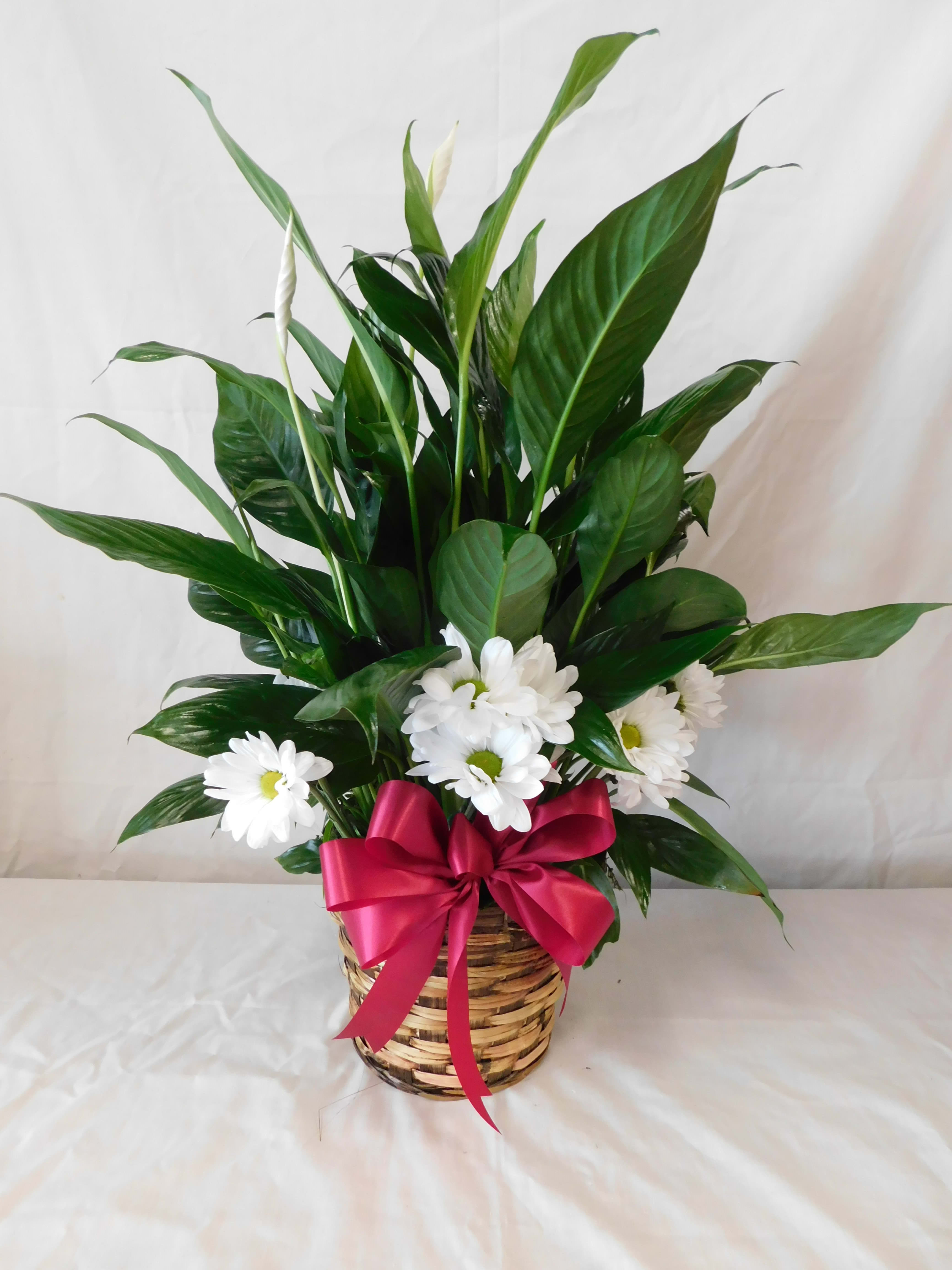 Spathiphyllum Plant by BloomNation™ - Send your condolences with this Spathiphyllum plant (peace lily). We shine them up, add decorative moss, fresh cut flowers and a bow. 