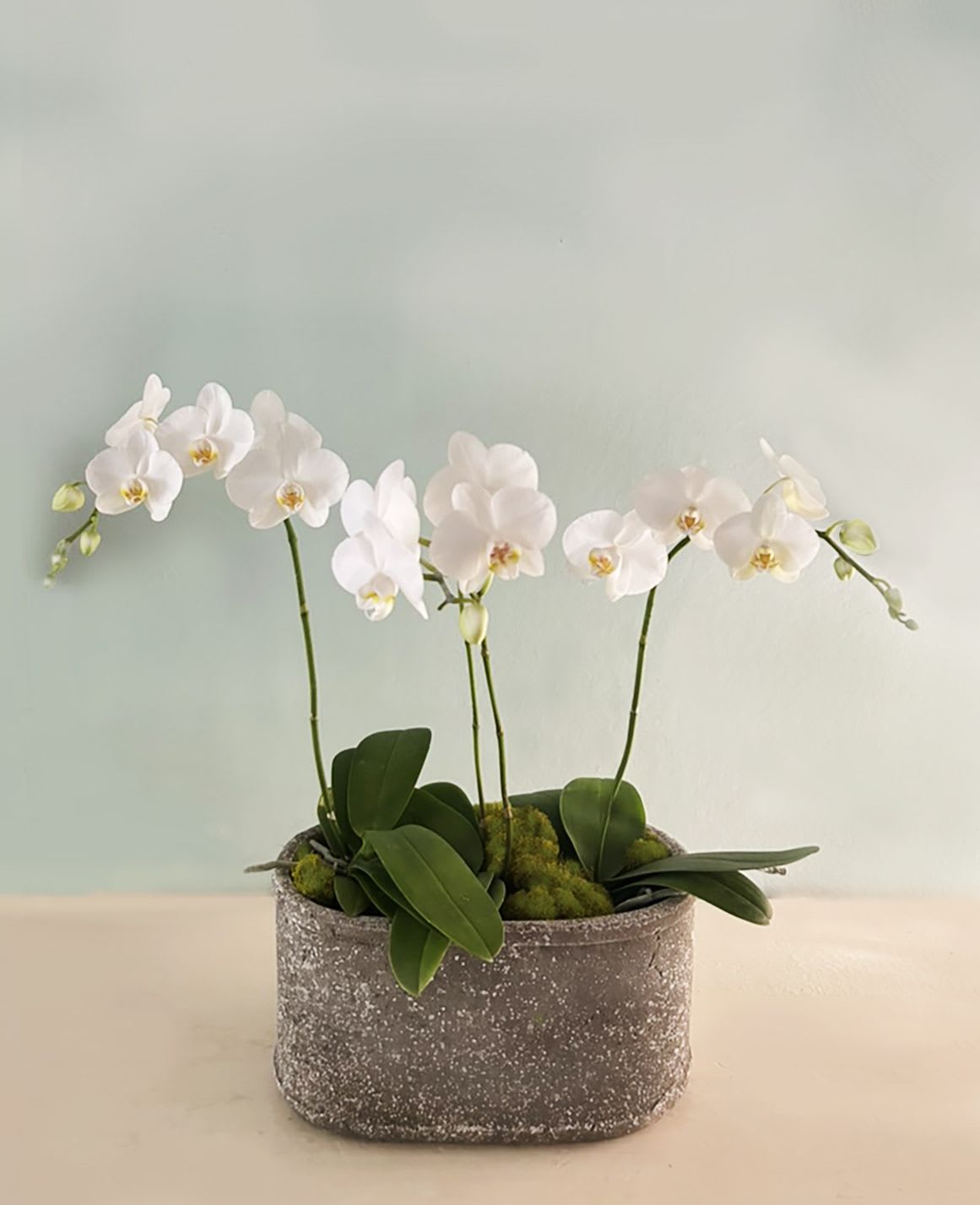 Olga Orchid Planter - Beautiful, timeless and elegant stone planter with small, white phalaenopsis orchids planted with green moss. Ready for the kitchen counter, dining room table, entrance or office. Mwasures apx 12" by 18". Hand delivery in LA.