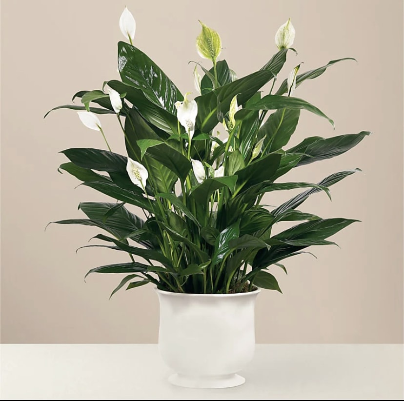 6" Comfort Planter - The Comfort Planter offers unspoken words of hope and peace during this time of loss and sadness. Our stylish and sophisticated white ceramic planter holds an elegant 6" peace lily plant, which exhibits brilliant white tear-shaped blooms amongst dark green foliage for a simply beautiful effect.