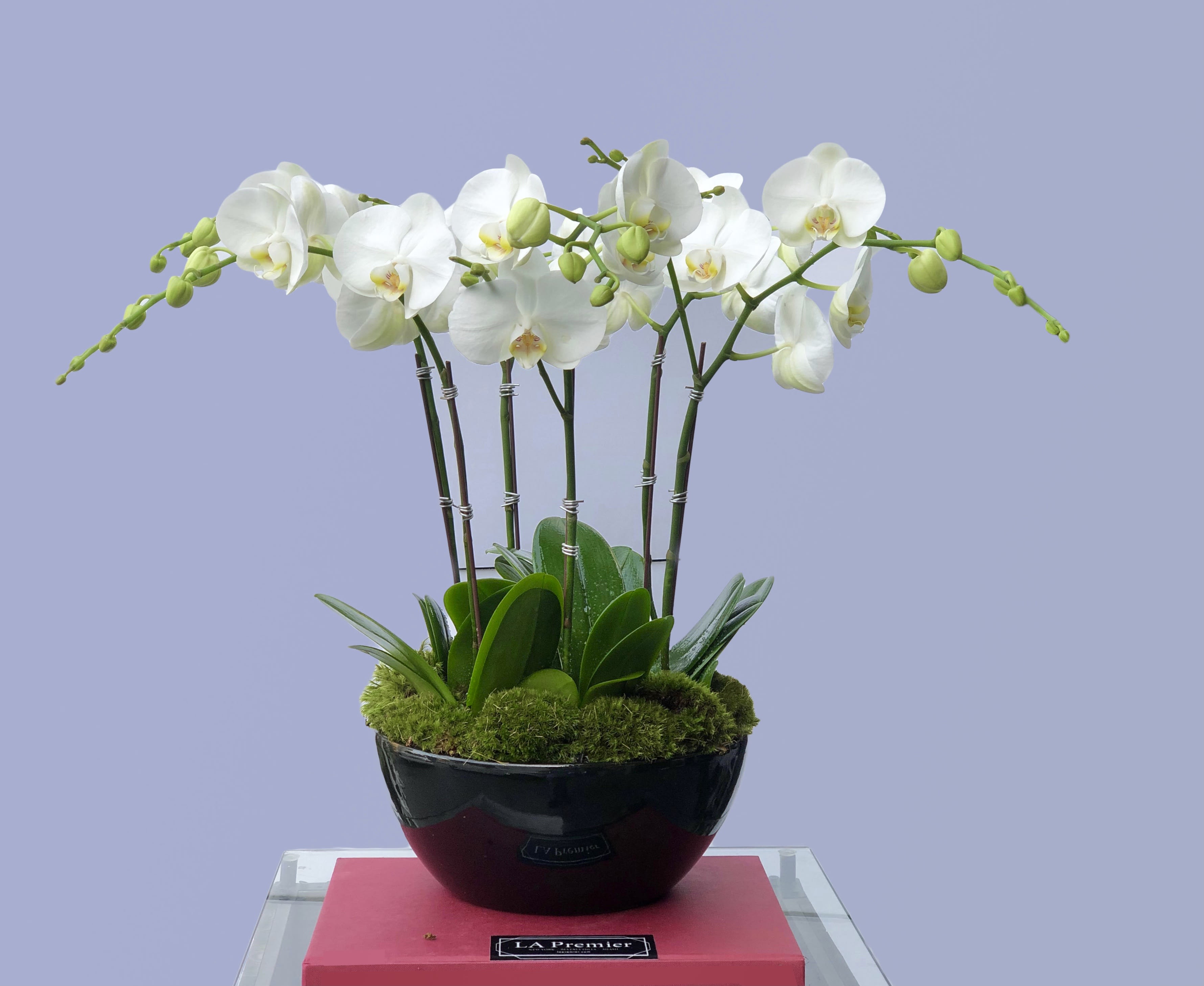 Malibu Orchids - A modern arrangement of white Phalaenopsis Orchids in a black ceramic bowl with Moss