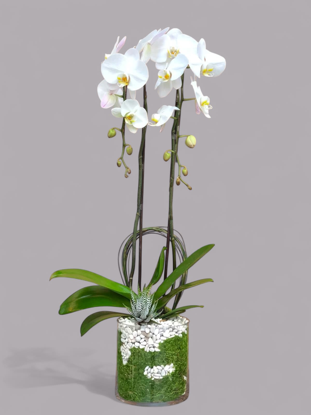 Orchid Fancy - An elegant double-stem white Phalaenopsis Orchid plant, dressed up in a glass cylinder vase with a Succulent  
