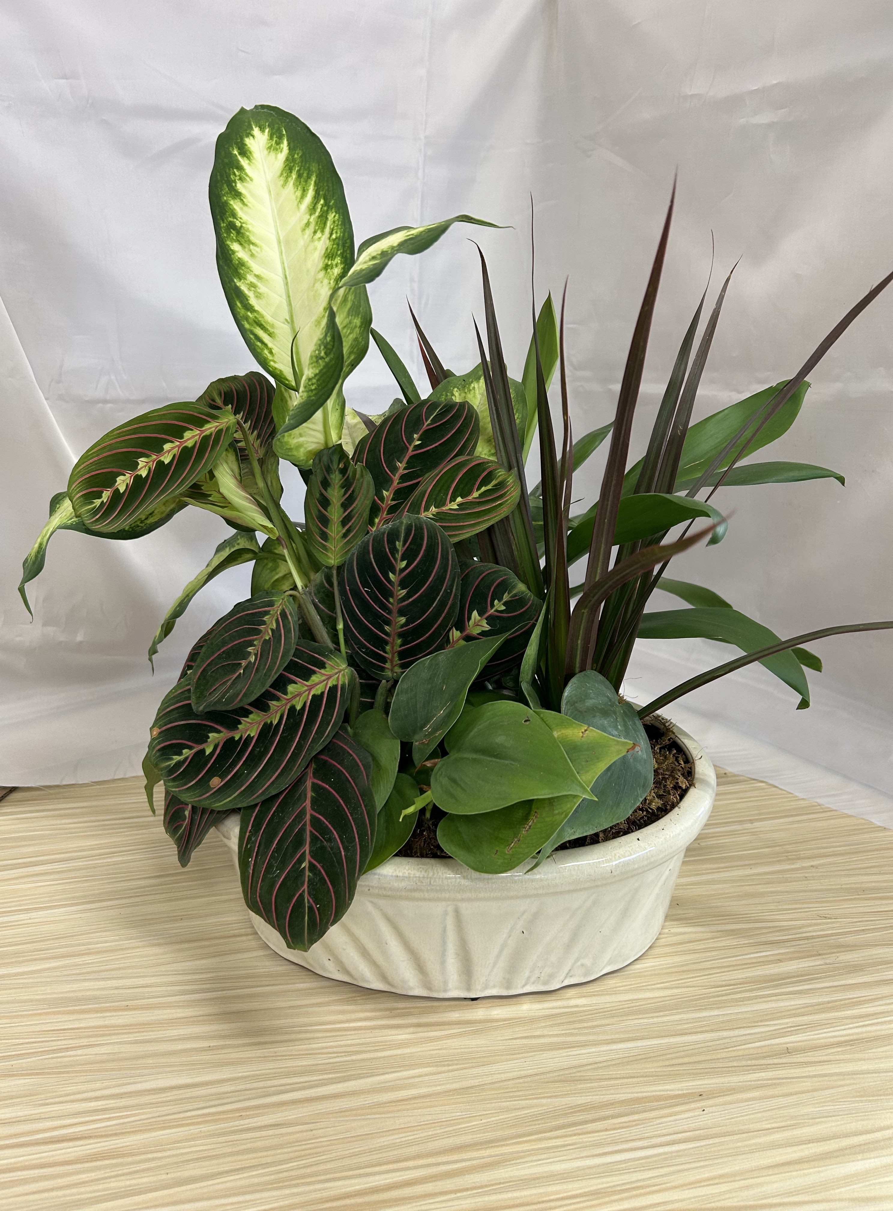 Grey House Blooms-Dish Garden large 8" ceramic dish - Four plants in one, Dieffenbachia Seguine, Philodendron, Maranta Red Prayer Plant and Ribbon Grass all nestled in a 10" ceramic container.