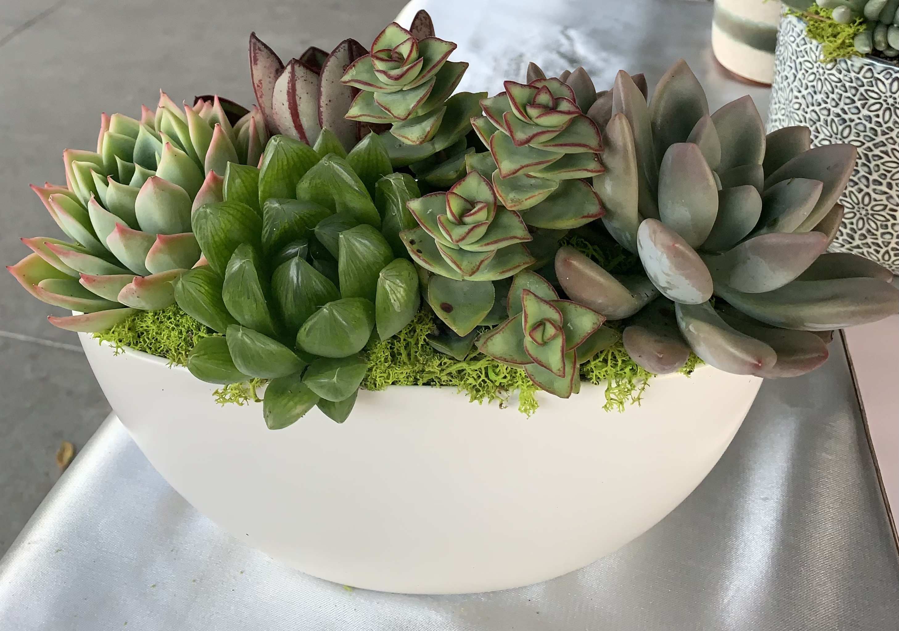 Succulent Arrangement  - a small displace of greenary including succulents, zebra haworthia , air planet along with a grape wood branch