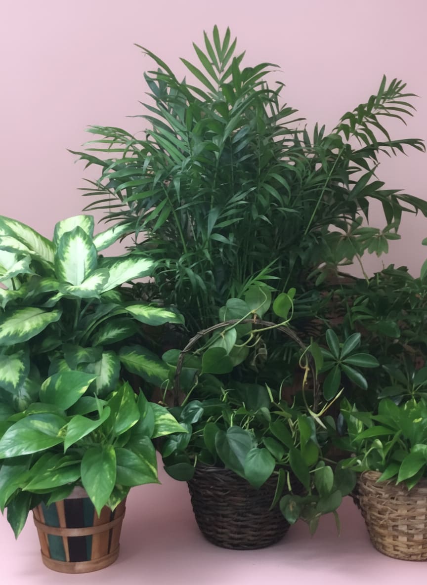 Green plant  - A single green plant. Our stock varies from day to day and may not be one that is in the picture. 