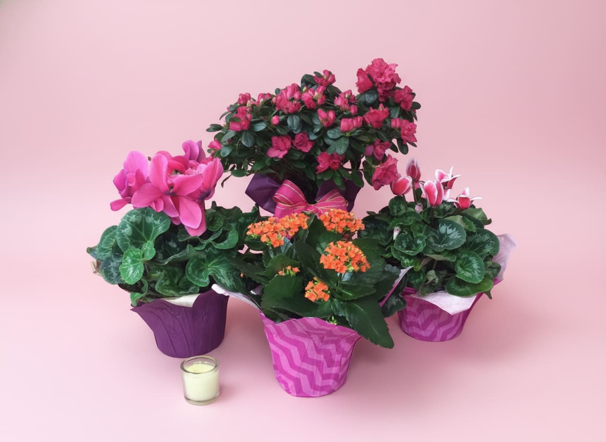 Blooming Plants - Add a little color to any occasion with one of your beautiful blooming plants! We will gladly pick out a beautiful bloomer for your gift giving. Our stock varies by the day so it may not be one of the ones pictured, but rest assured it will be beautiful.