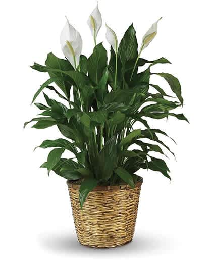  Spathiphyllum - Commonly known as the Spath or Peace Lily, this medium potted plant has glossy green leaves and white flowers and is delivered in a basket. It's a wonderful way to send your sympathy, or to brighten someone's day. Also makes a great corporate gift! 