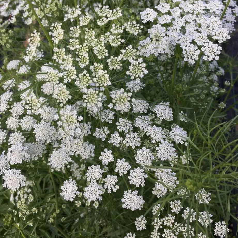 White Queen Anne's lace flowers with feathery green foliage