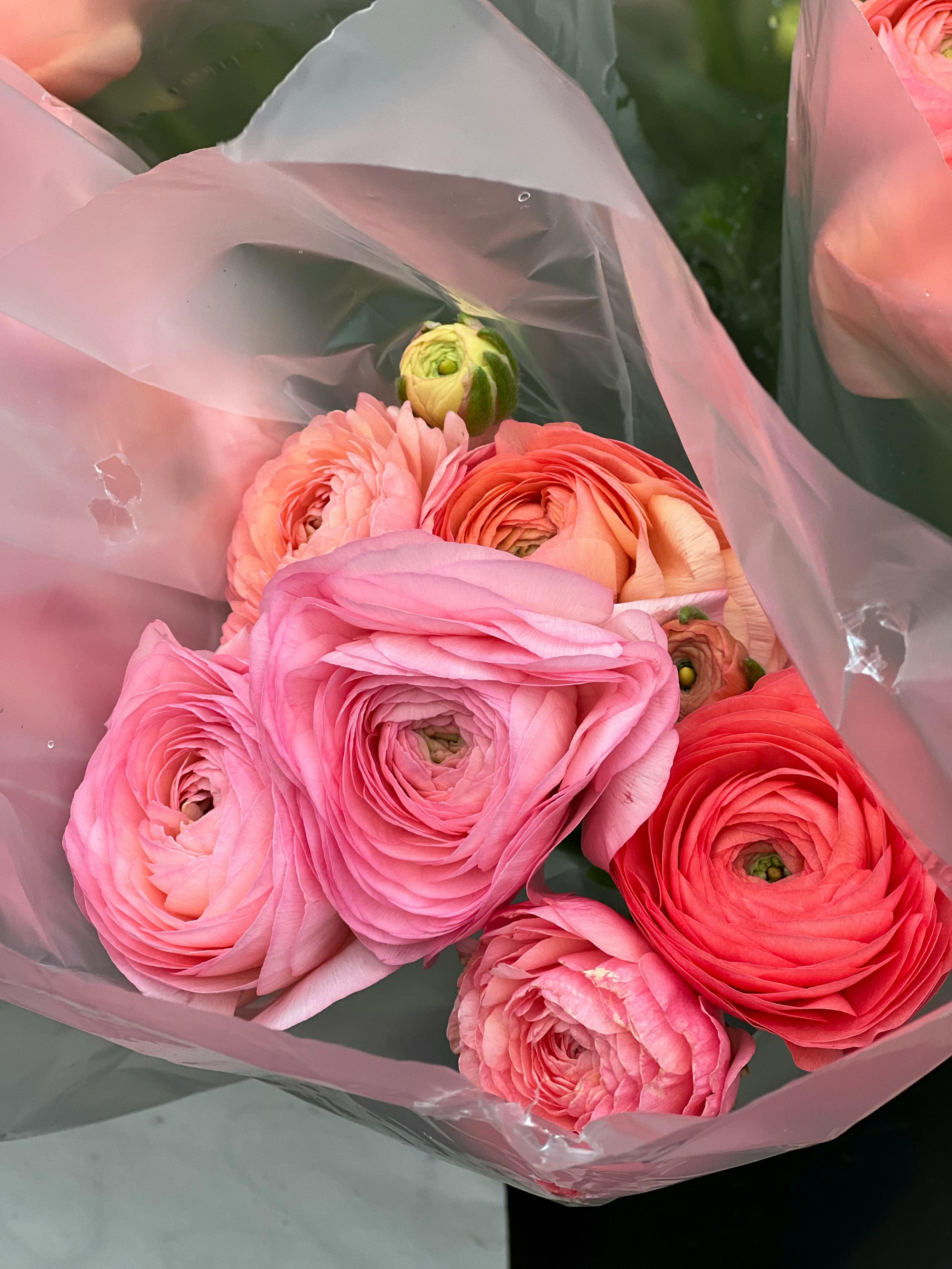 Bouquet of pink and coral ranunculus wrapped in translucent pink paper