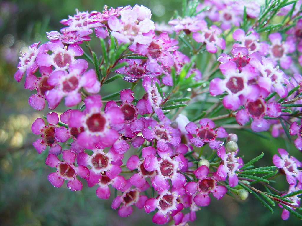 Cluster of small pink waxflower blossoms with green foliage