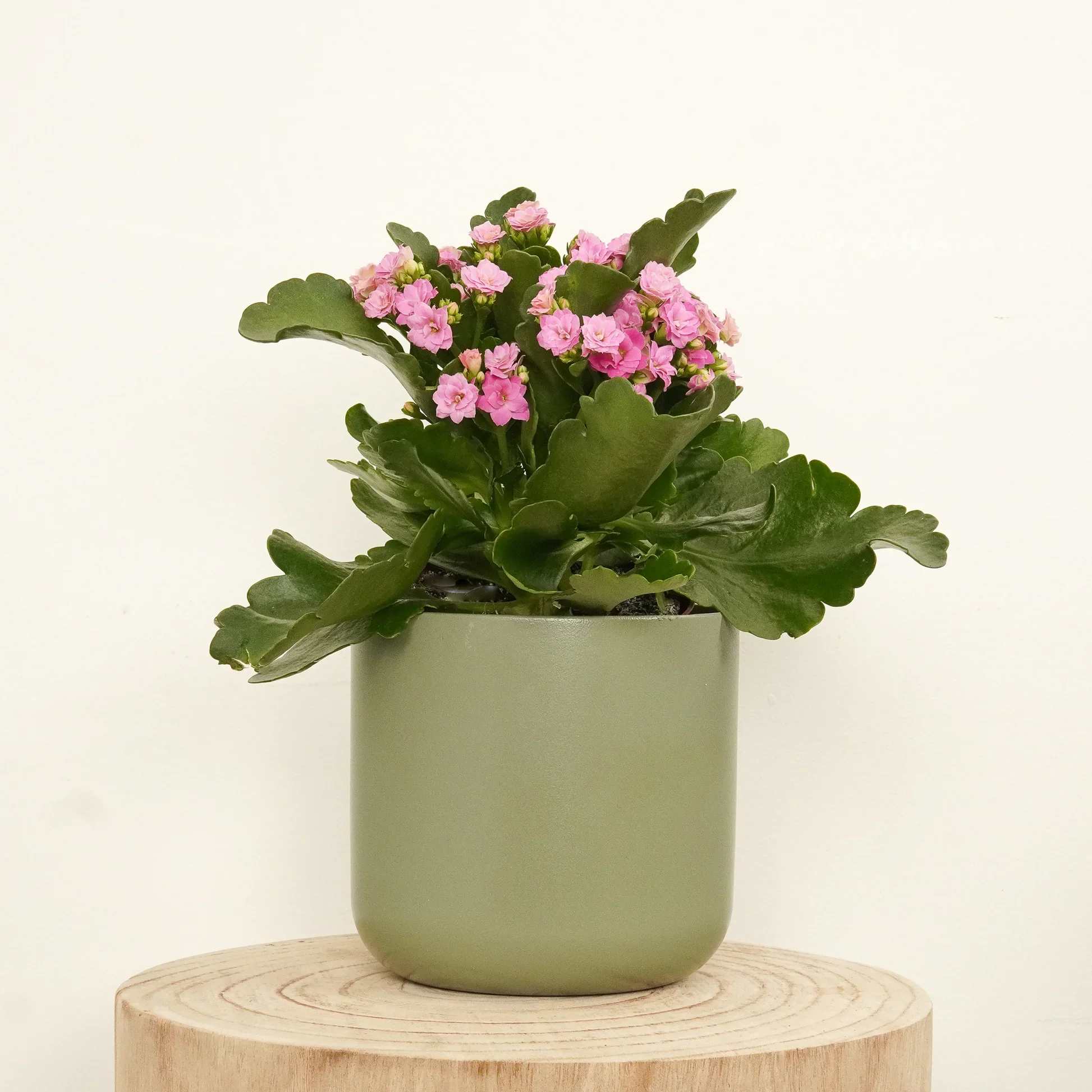 Pink flowering plant in a green pot on a wooden stand