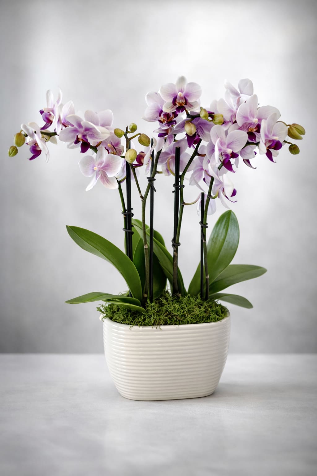 16" orchid plant  - Orchids that will continue blooming for years to come!   Please specify color and we will try to accommodate. White, yellow or purple.   Approximate size 16" H x 6" W 