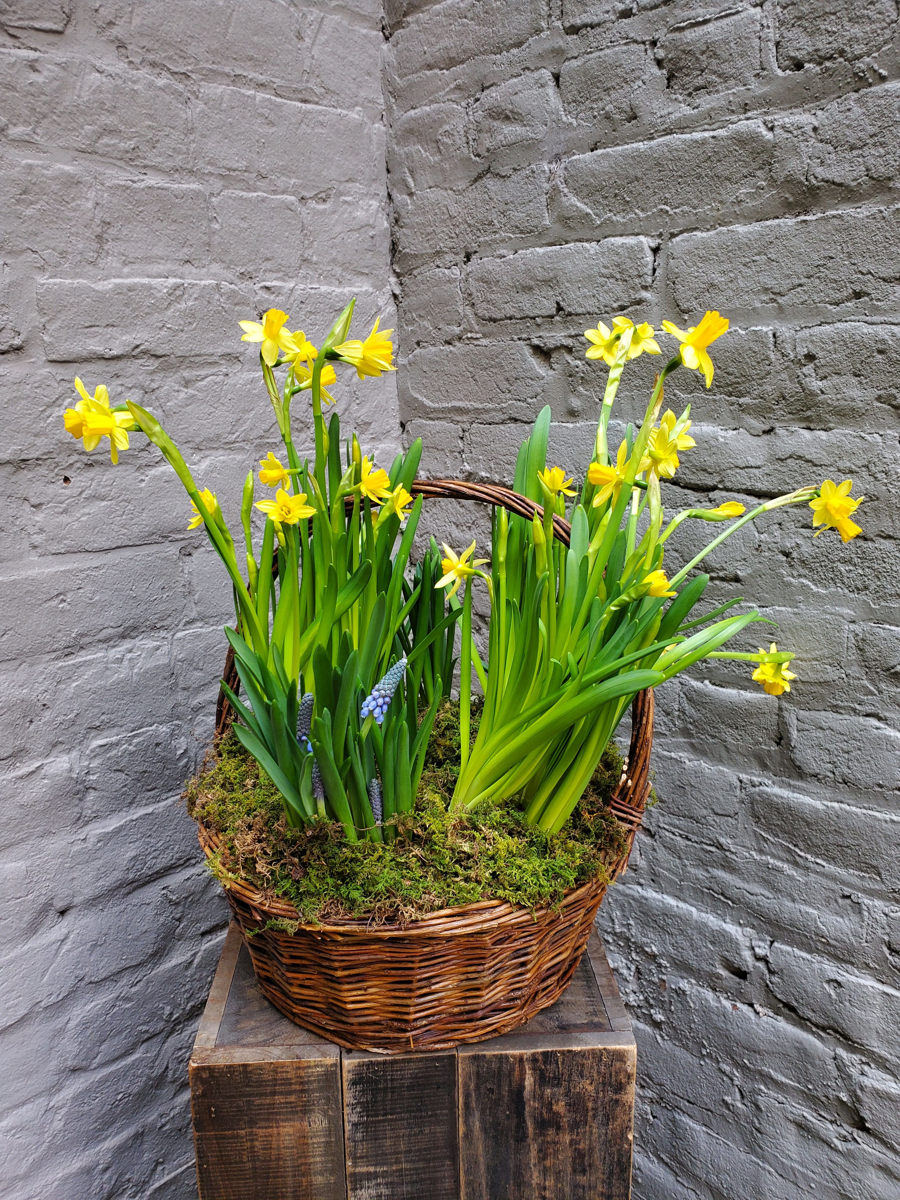 Blooming Spring Bulb Garden - A woven handled basket filled with a bounty of blooming spring bulbs!  Accented with fresh green moss, this basket may include a mixture of daffodils, hyacinth, and tulips.  Once you are done enjoying your flowers indoors, the bulbs can be planted outside in the garden to enjoy for many springs to come!    Measures approximately 13" x 14".