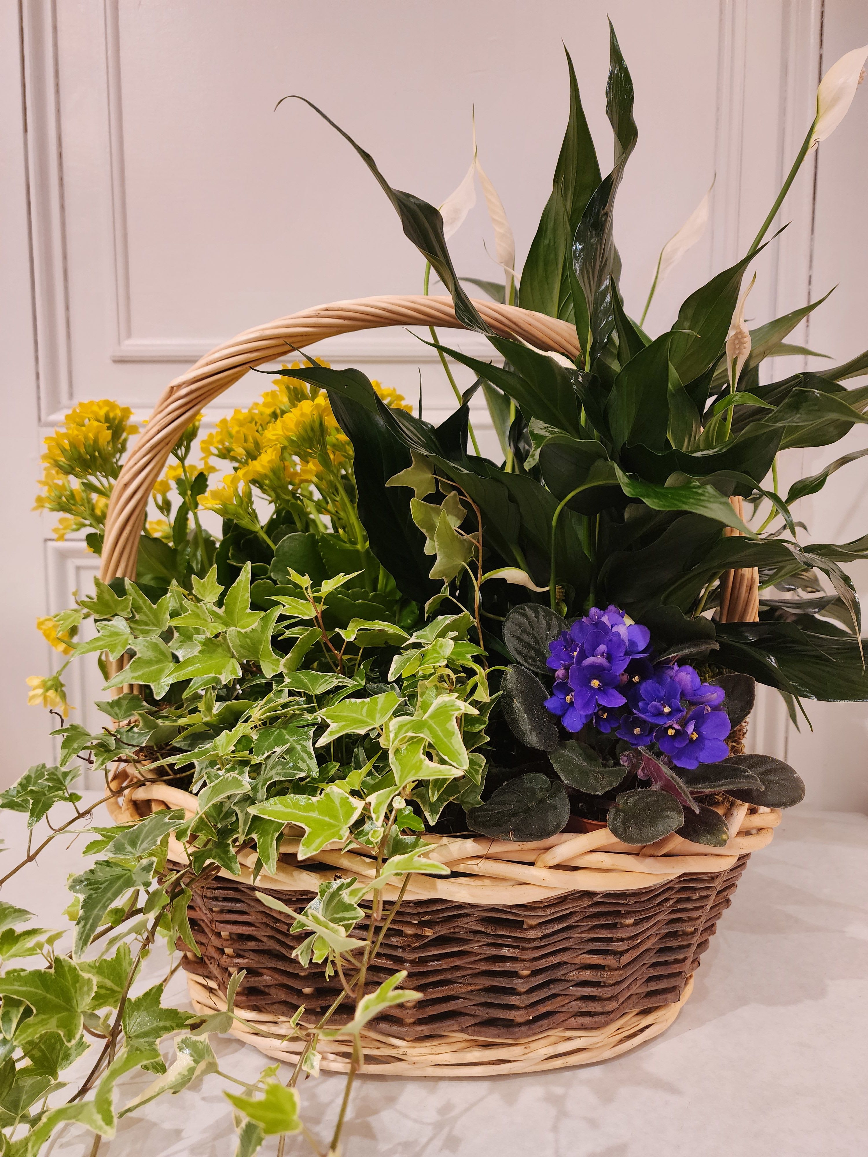 European Basket Garden - Enjoy the beauty of a blooming European flowerbox indoors with our Mixed European Basket Garden. This abundant display of fresh green and flowering plants is artistically arranged in a woven basket, creating a peaceful, garden-like ambiance. Perfect for any occasion, this living gift offers a lasting reminder of your care and thoughtfulness. Plant and blooming plant varieties may vary. Deluxe size pictured. 