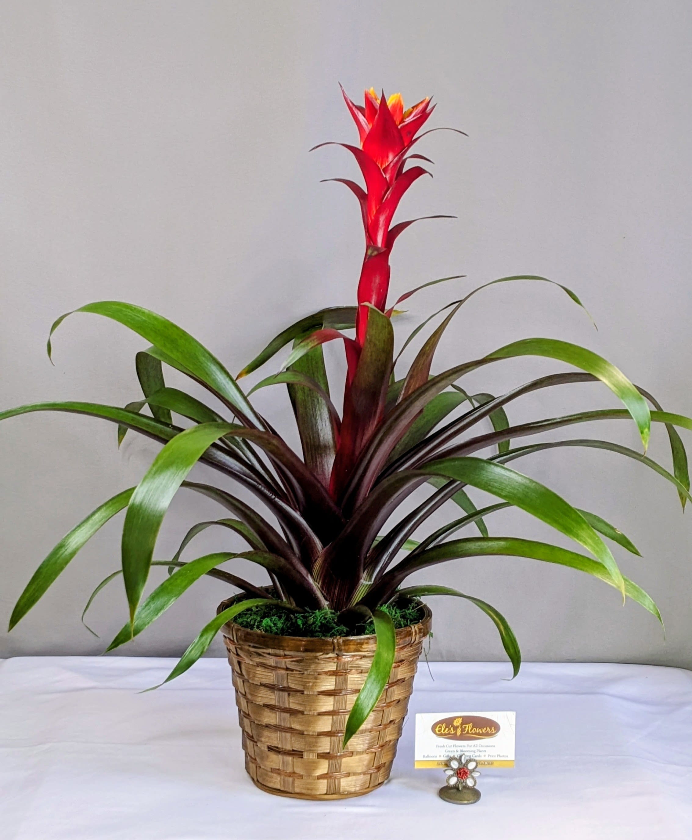 Brilliant Bromeliad - 6" Planter - Bromeliads typically feature rosettes of stiff, sword-like or strap-shaped leaves that can be green, variegated, or patterned with stripes or spots. The leaves often form a central cup or reservoir that collects water, which the plant uses for hydration. This adaptation allows some bromeliads to thrive in diverse habitats, including tropical rainforests, deserts, and even as epiphytes on trees.  One of the most striking features of bromeliads is their flowers, which can emerge from the center of the rosette or on tall spikes depending on the species. Bromeliad flowers often have a tubular or urn-shaped structure.  Bromeliads are popular as houseplants due to their exotic appearance and relatively low maintenance. They thrive in bright, indirect light but can adapt to lower light conditions. They require regular watering of their central cups or soil, ensuring they do not sit in standing water.  Approximate Dimensions: 29"H x 26"W