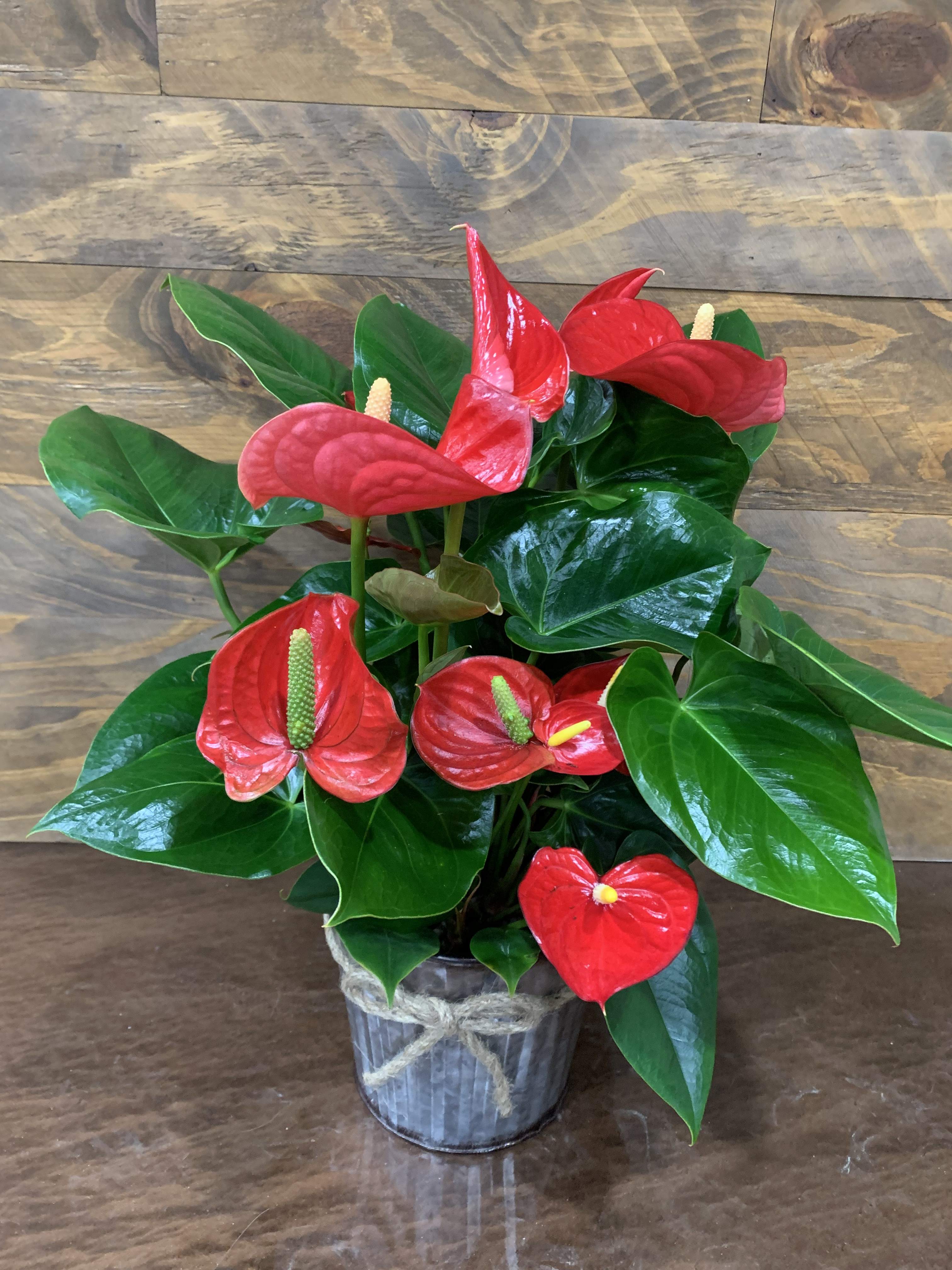 Anthurium Plant - Beautiful hardy plant that’s easy to card for. Indirect sunlight and watering only once every 1-2 weeks.