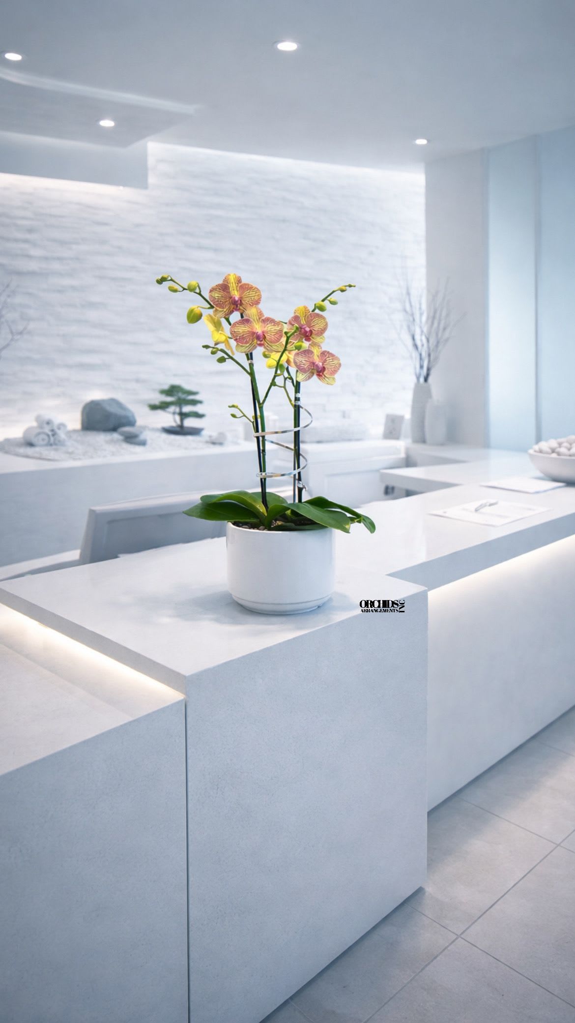 Peach Phalaenopsis Orchid – Sophisticated Birthday Gift - This elegant Double Peach Phalaenopsis Cascade orchid arrangement creates a striking vertical presence, making it ideal for grand interiors and modern living spaces with a vase 8.5" D X 6" T. 