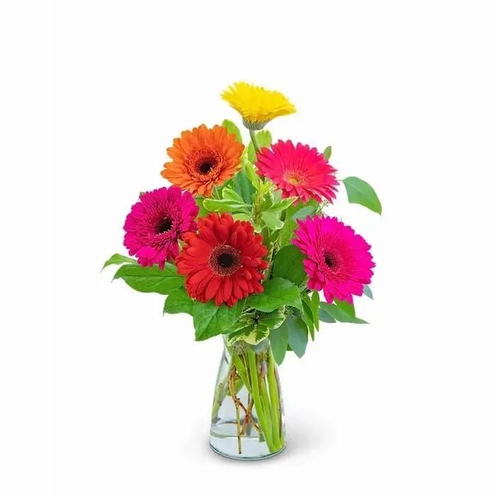Gleeful Gerbera - Who doesn’t love a pop of color in their life? Gerbera daisies are a classic symbol of beauty and happiness. Gleeful Gerbera will do just that with this combination of colorful gerberas, pittosporum, salal, and eucalyptus. This colorful arrangement of bright flowers is the perfect way to celebrate a birthday, graduation, or any other occasion!