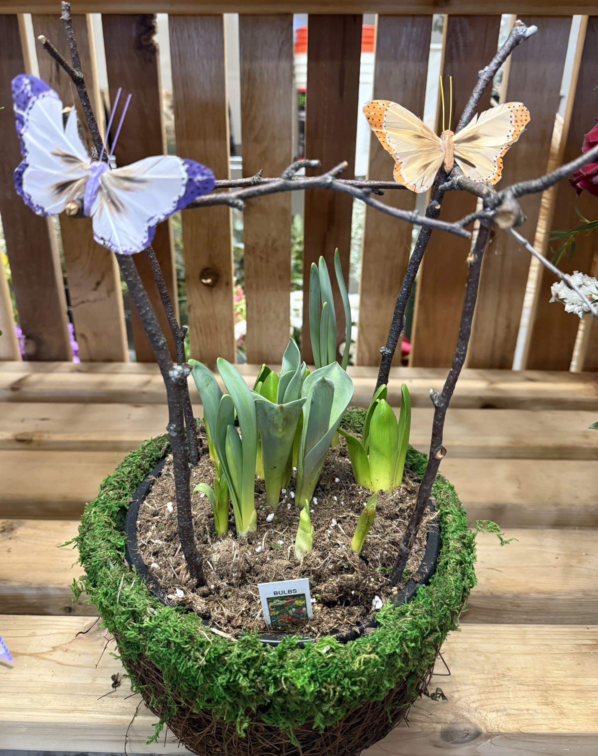 Bulb Garden - 8" bulb garden in a grassy basket.  These are a wonderful welcome to Spring.  Watch the bulbs grow into tulips, hyacinths, and/or daffodils.