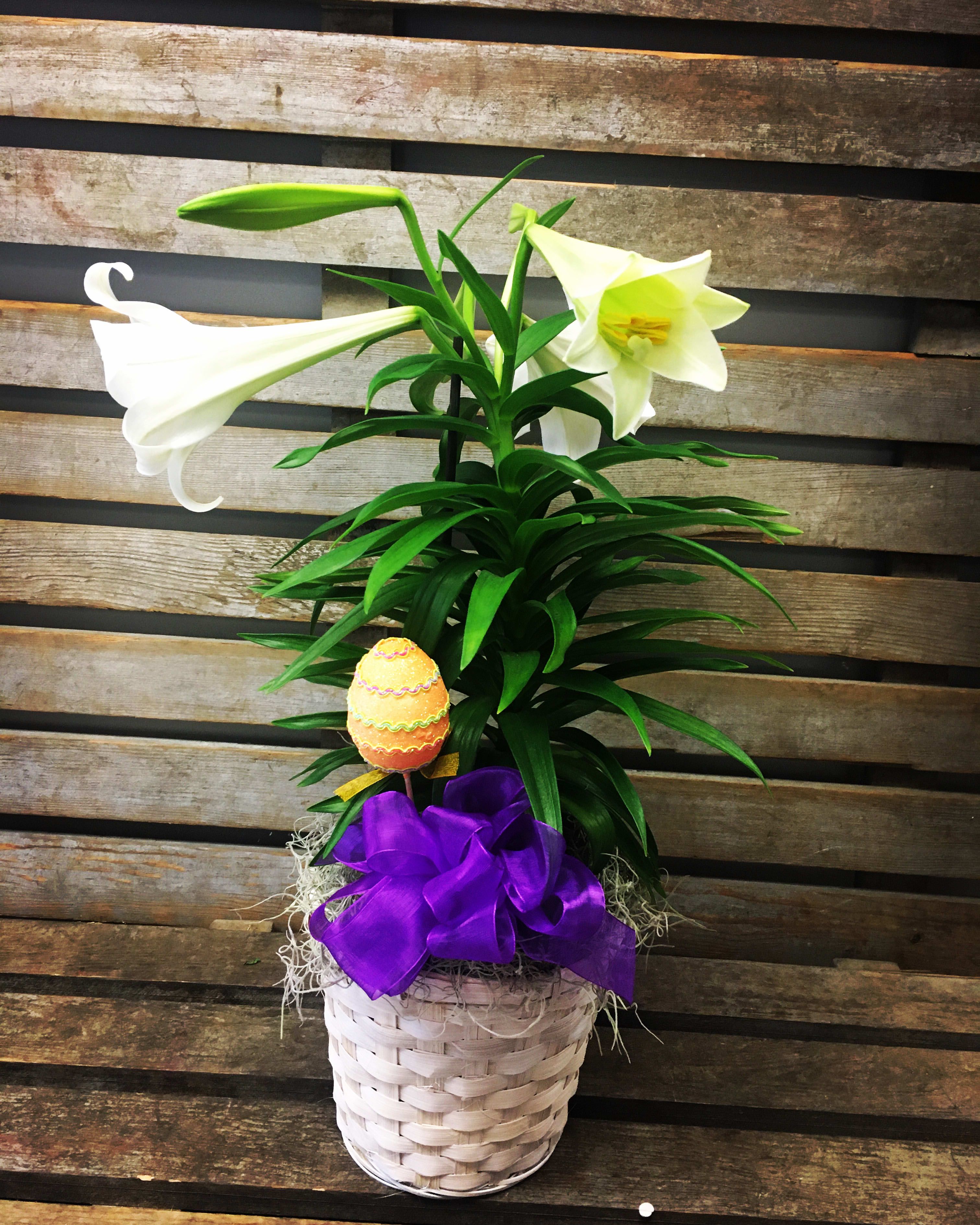 Easter Lily plant  ( Available March 30th - on)  -  6 in Easter Lily in 6 in wicker pot cover. 