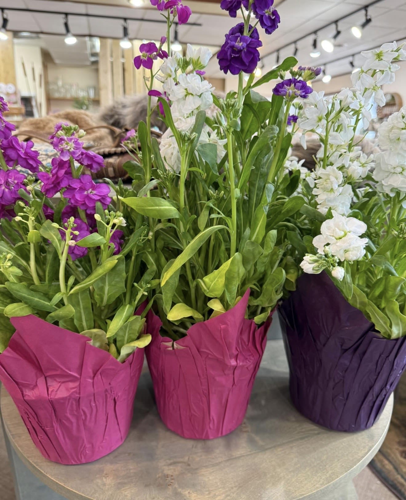 6 Inch Stock Blooming Plant - Aromatic stock flowers in a grow pot.  Ready to gift in a quick cover